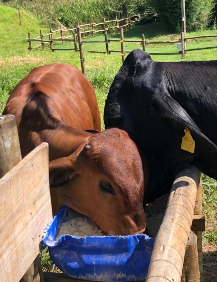 Vivenda dos Guaranys -Um projeto ecológico - Casa