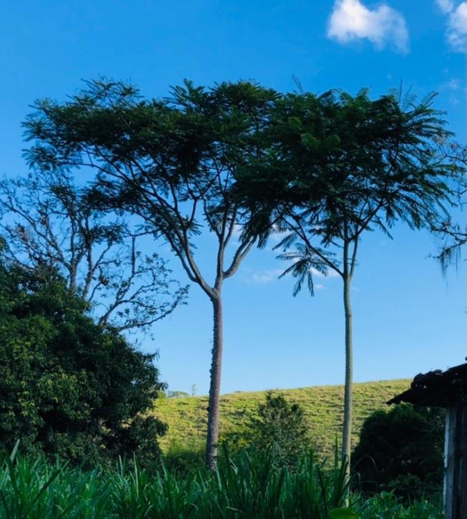 Vivenda dos Guaranys -Um projeto ecológico - Casa