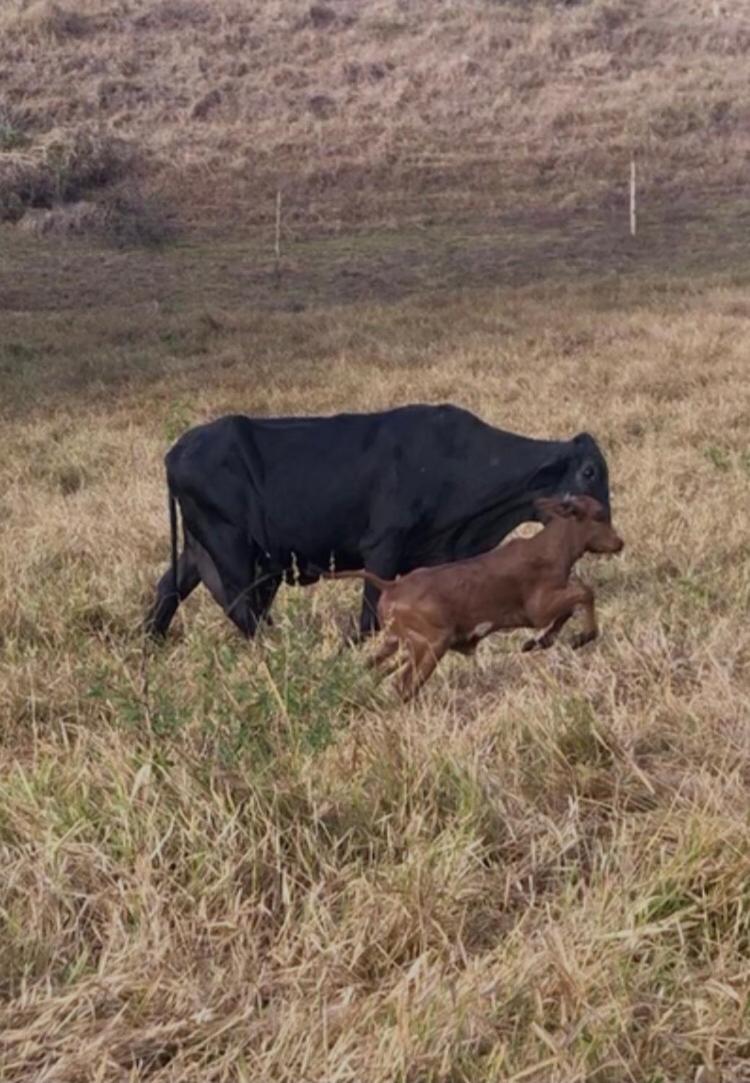 Vivenda dos Guaranys -Um projeto ecológico - Casa
