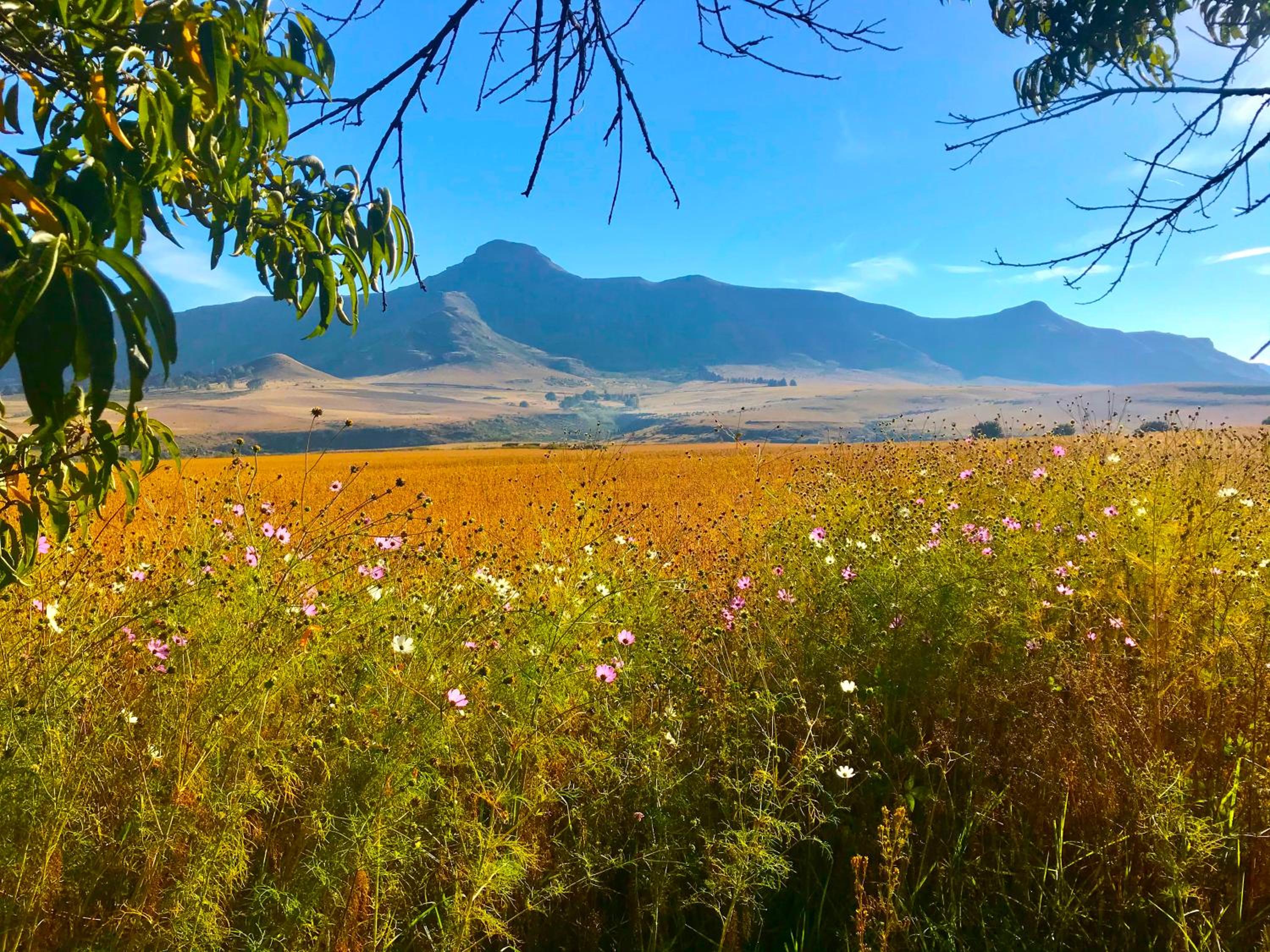 Jovali Clarens view 3