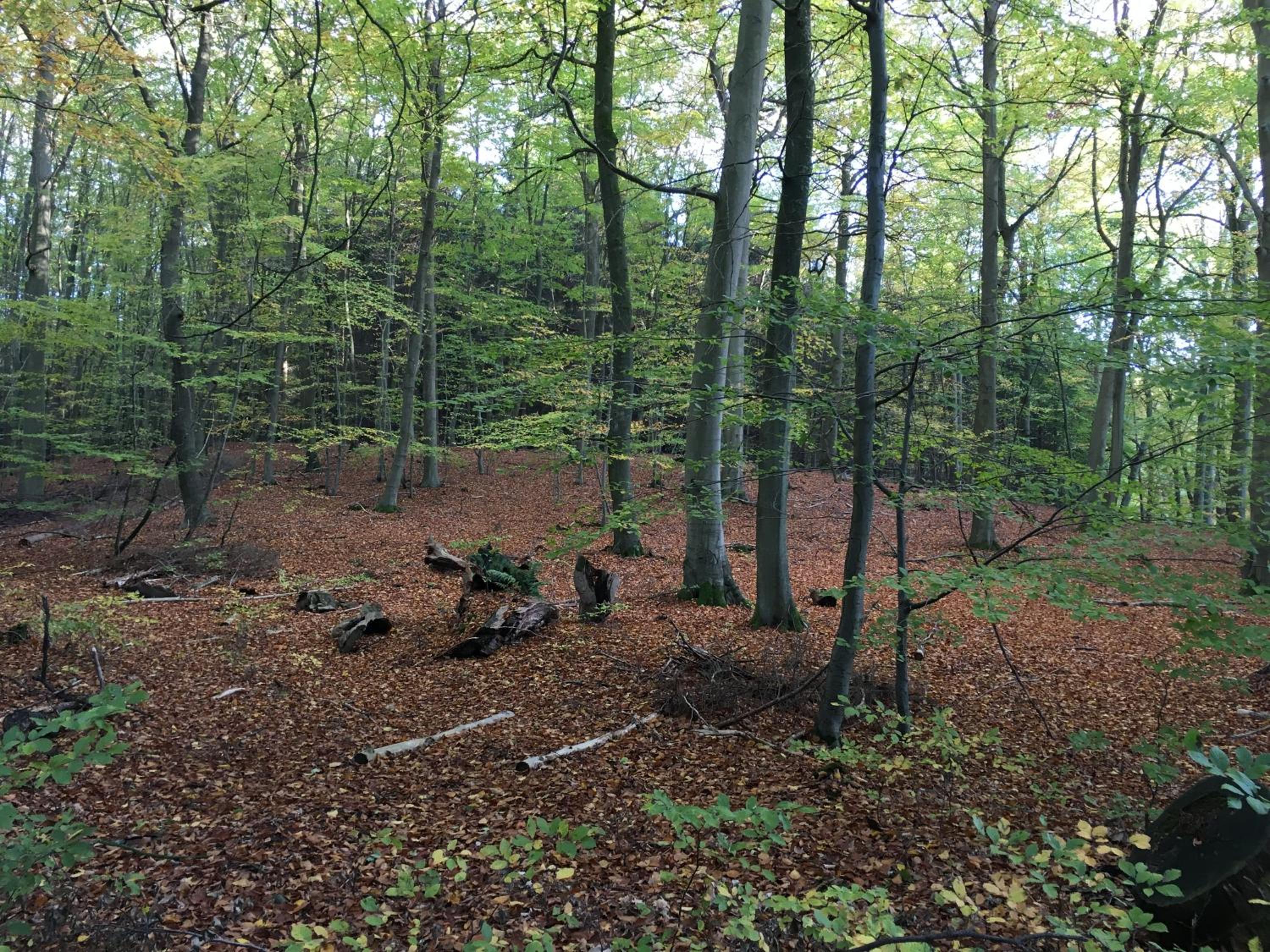 Bungalows am Waldessaum bei Hohenzieritz