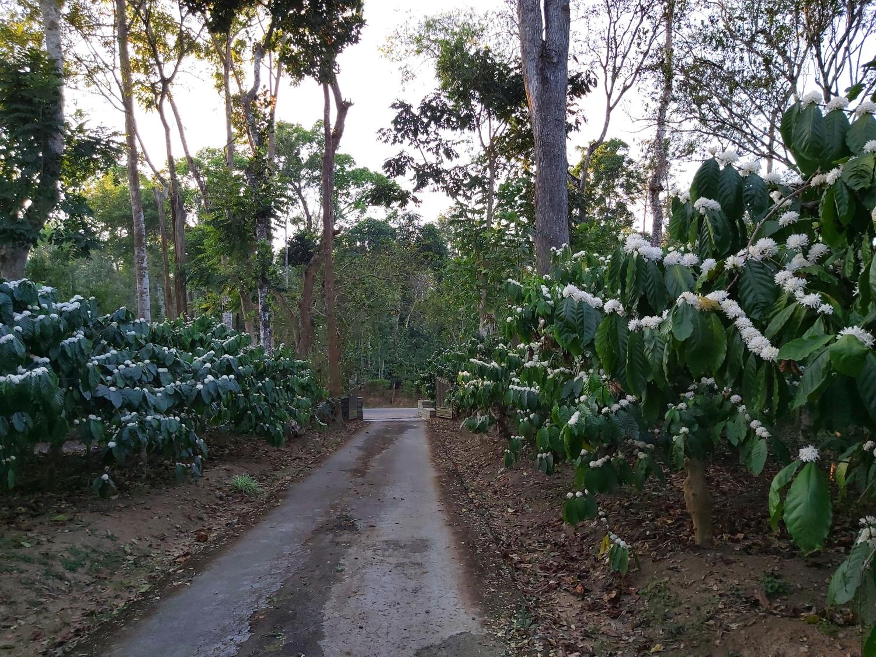 Tarana Homestay