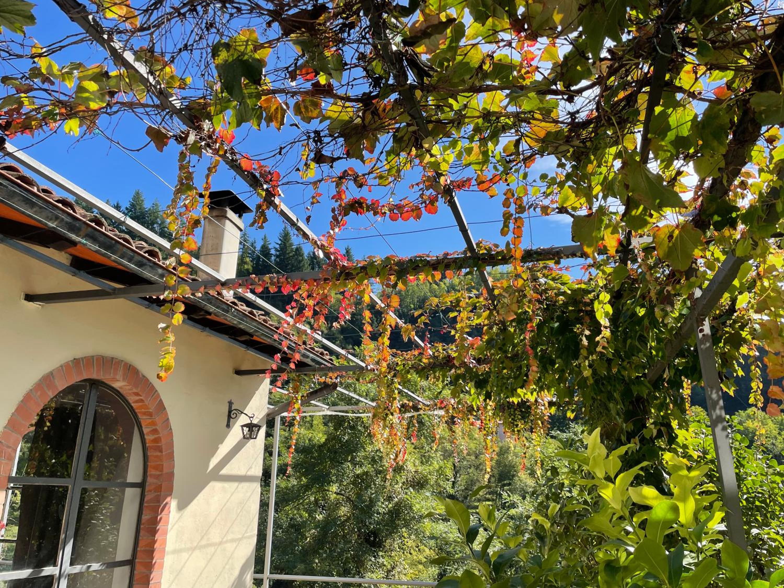 La Limonaia di Casagrande photo 2