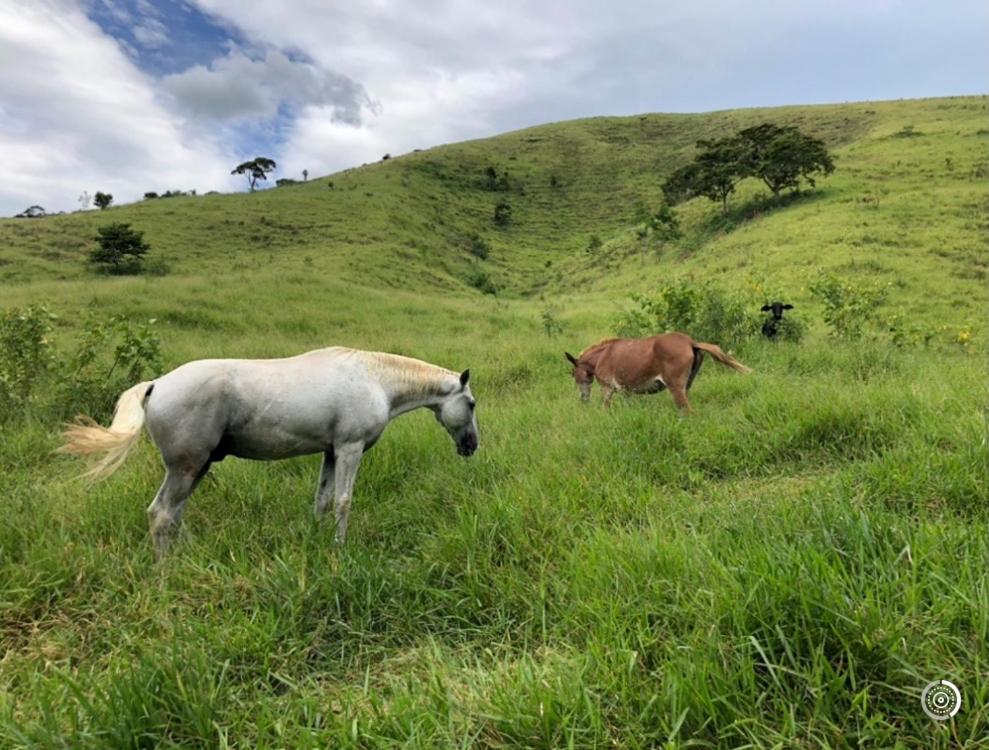 Vivenda dos Guaranys -Um projeto ecológico - Casa