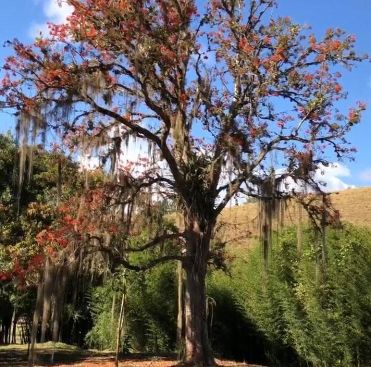 Vivenda dos Guaranys -Um projeto ecológico - Casa