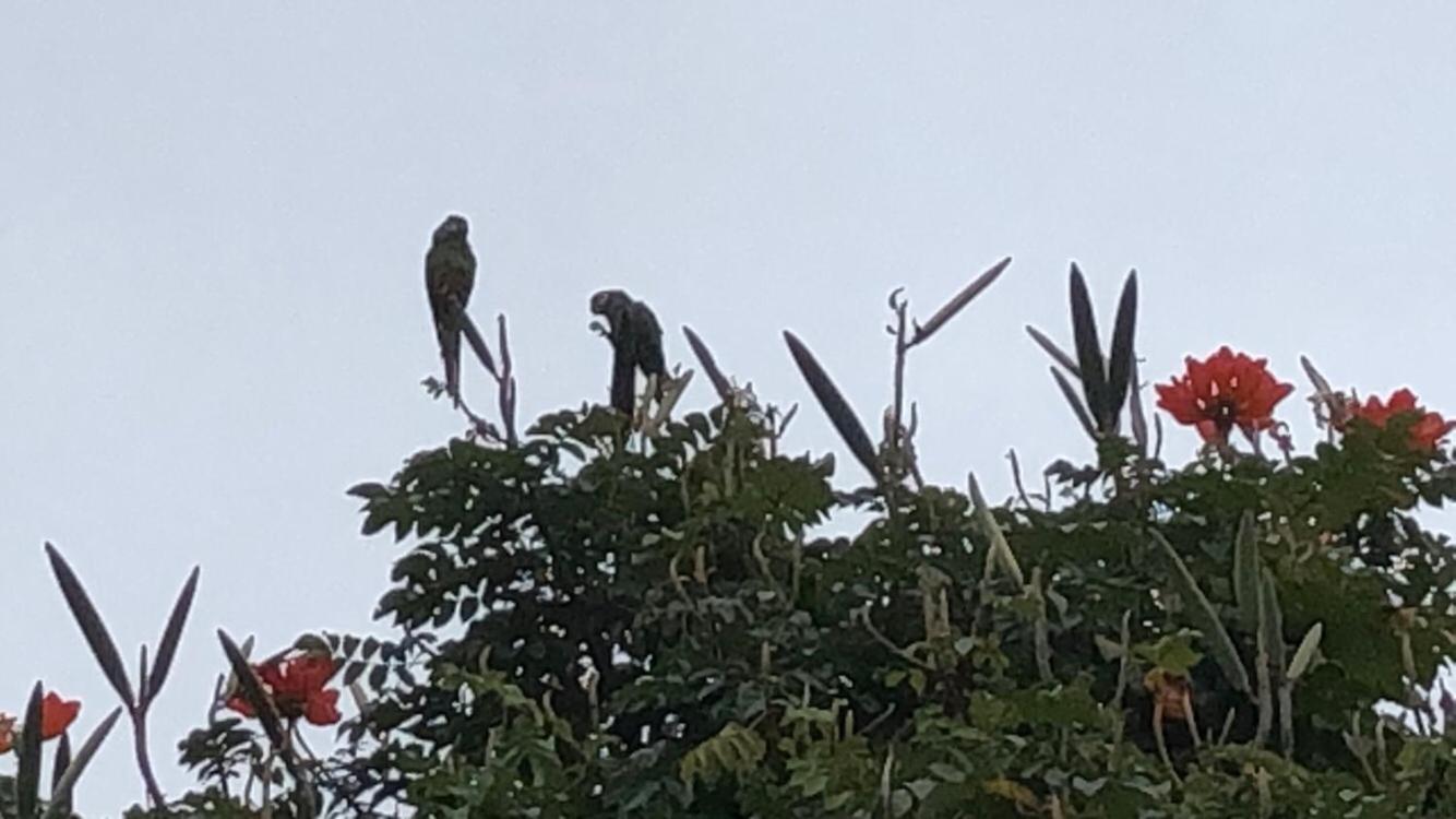 Vivenda dos Guaranys -Um projeto ecológico - Casa