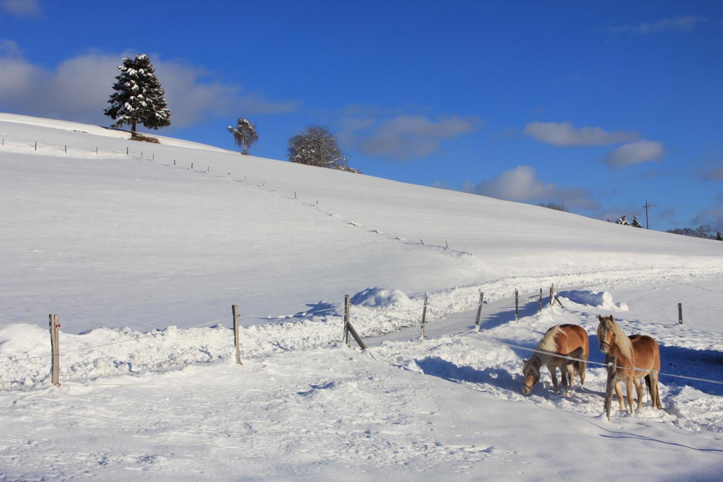 Urlaub am Bio-Bauernhof Liebchen