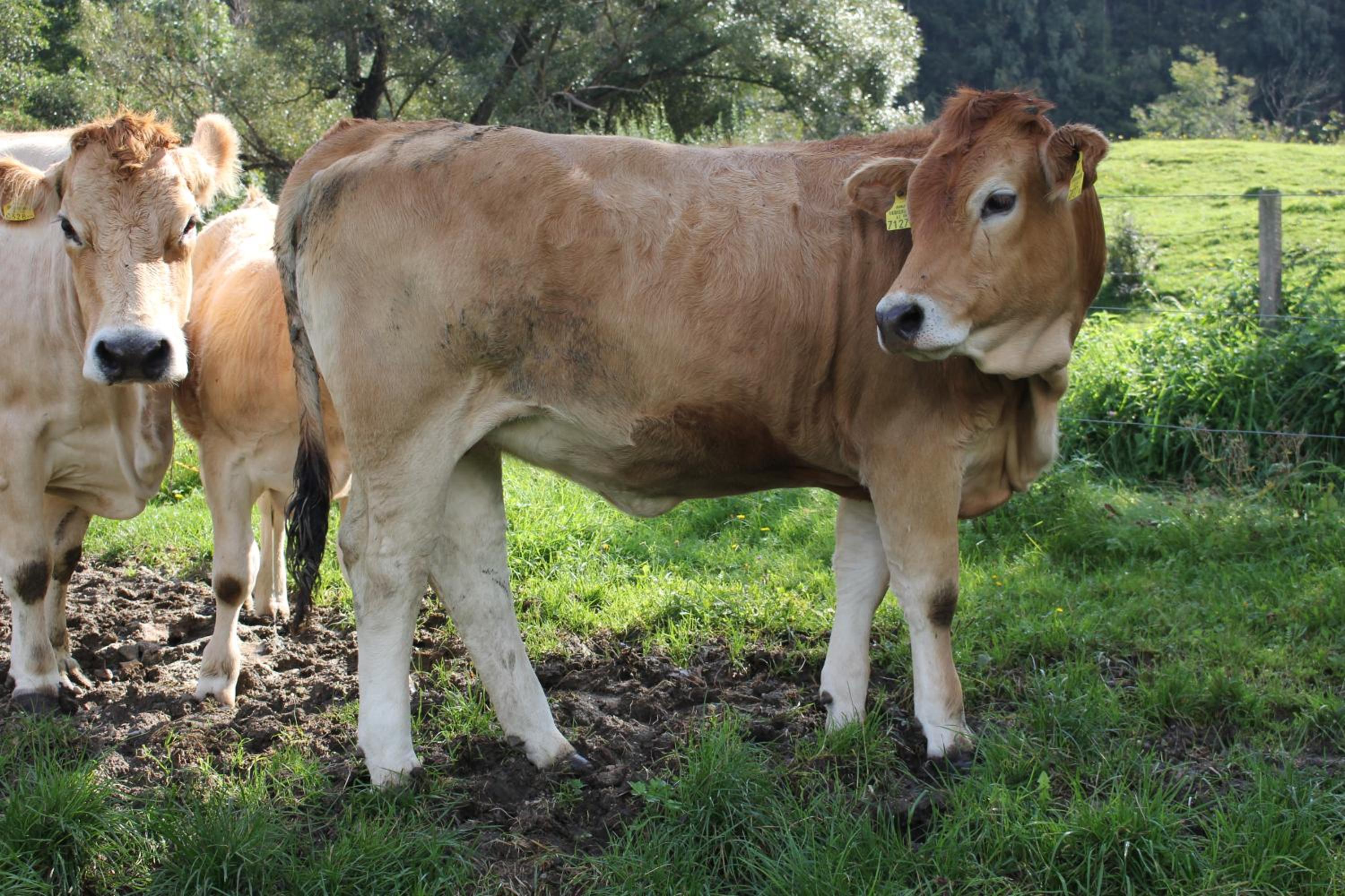 Urlaub am Bio-Bauernhof Liebchen