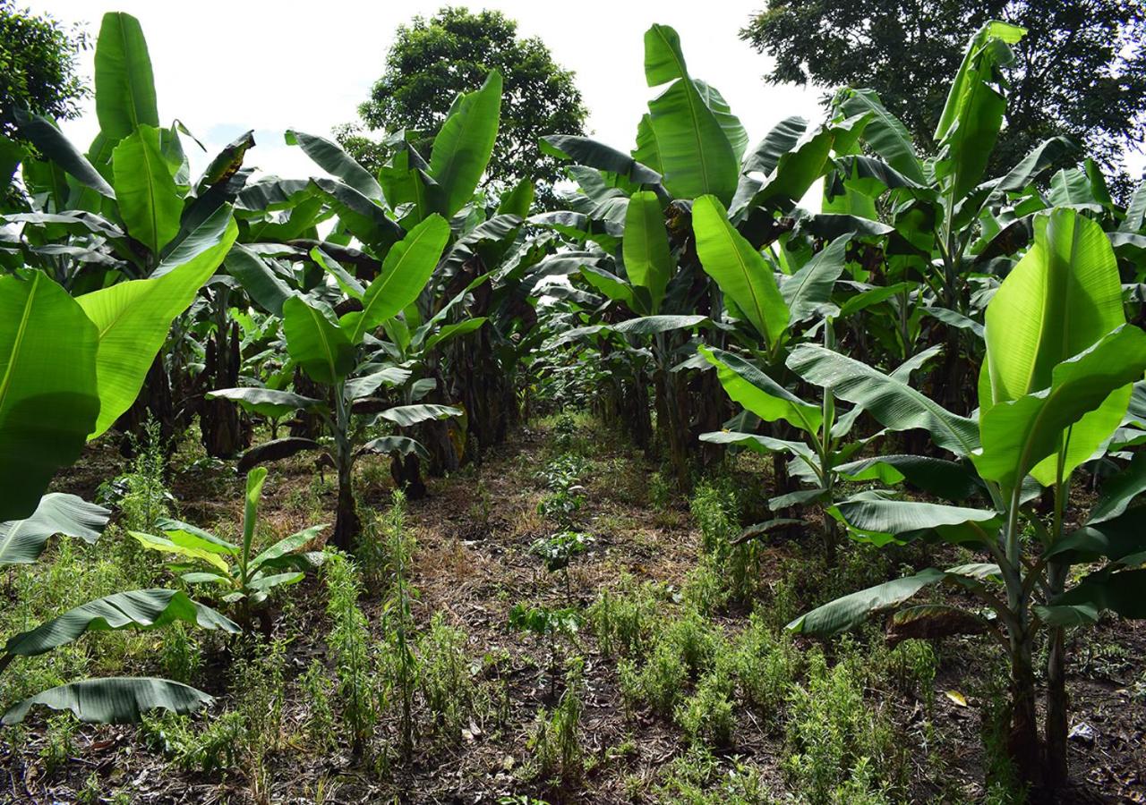 El Laurel Finca Agroturistica