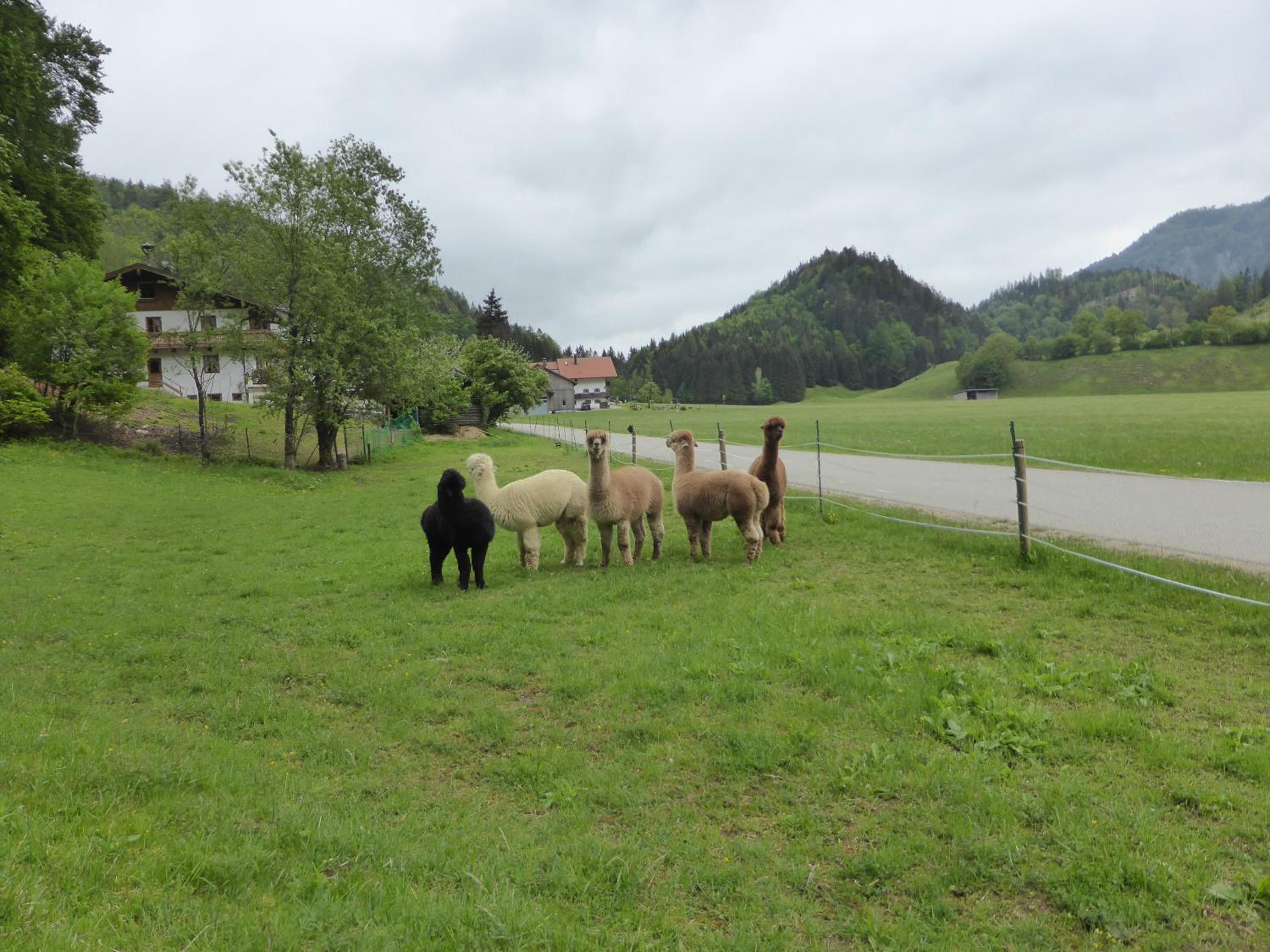 Gasthaus - Pension - Café Dörfl