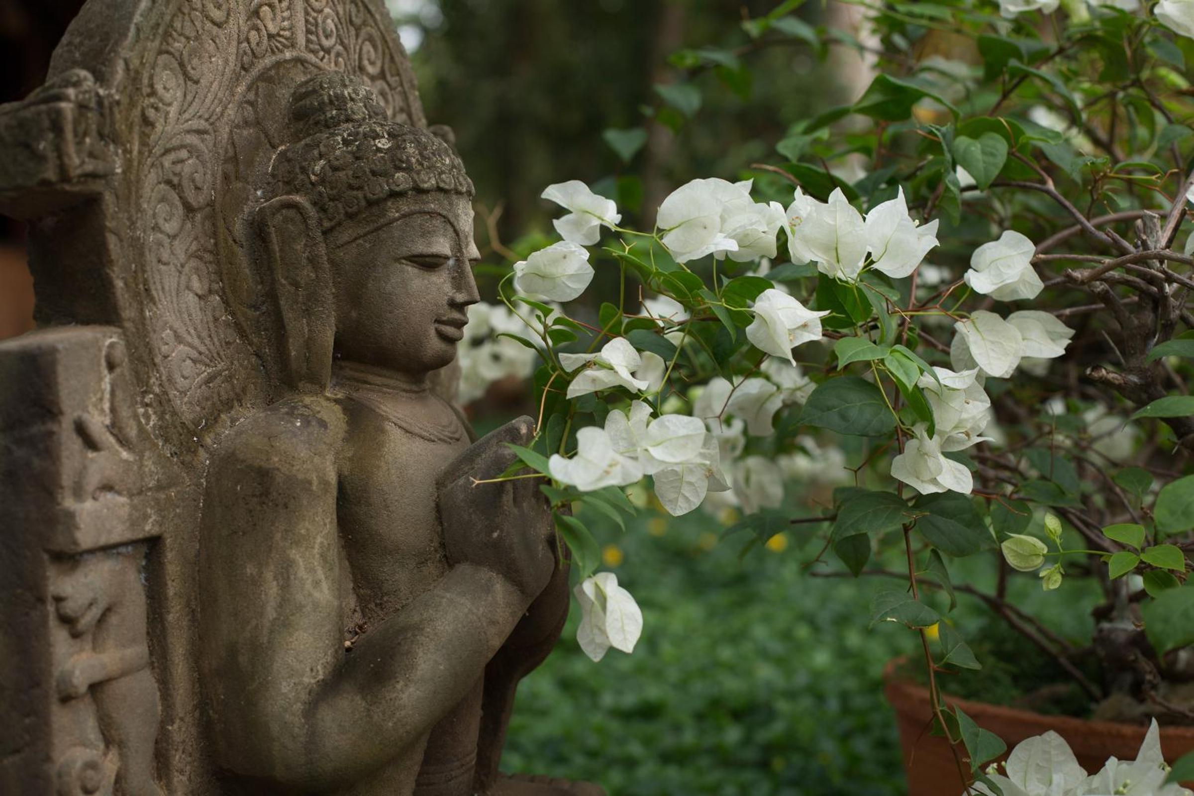 Kovalam Vacations - Somatheeram Ayurveda village - Property Image 15
