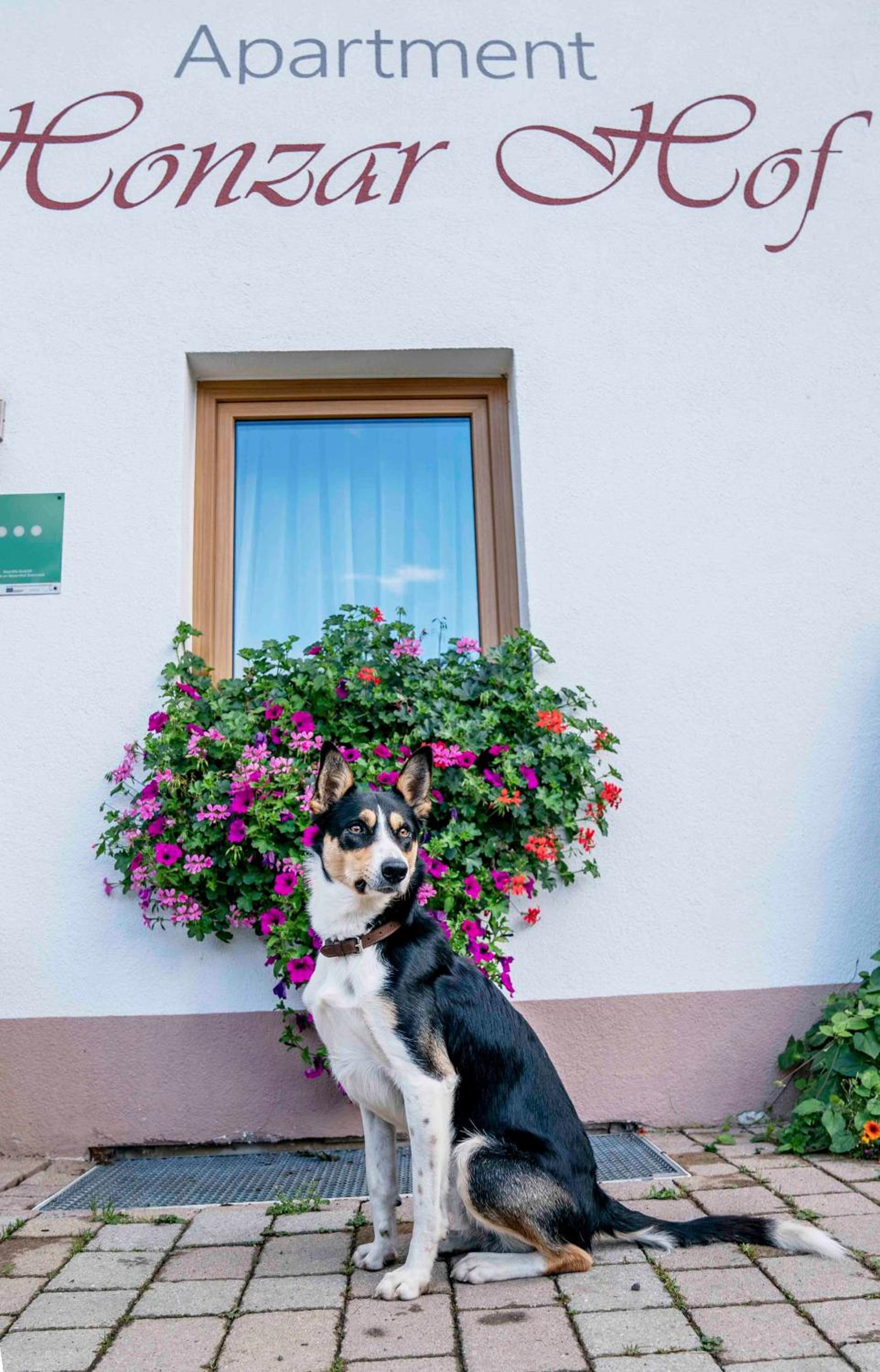 Honzarhof