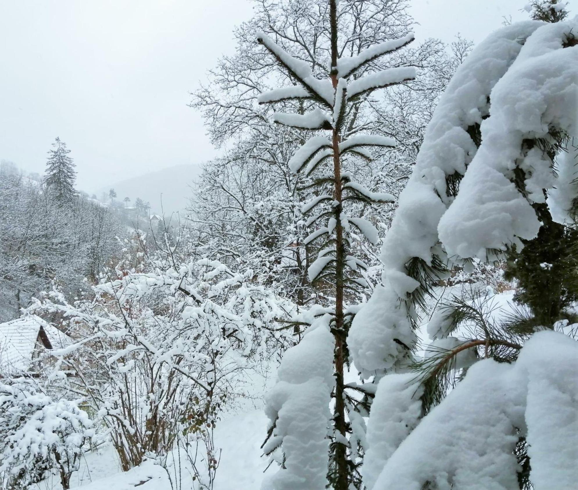 GreenHill Brasov