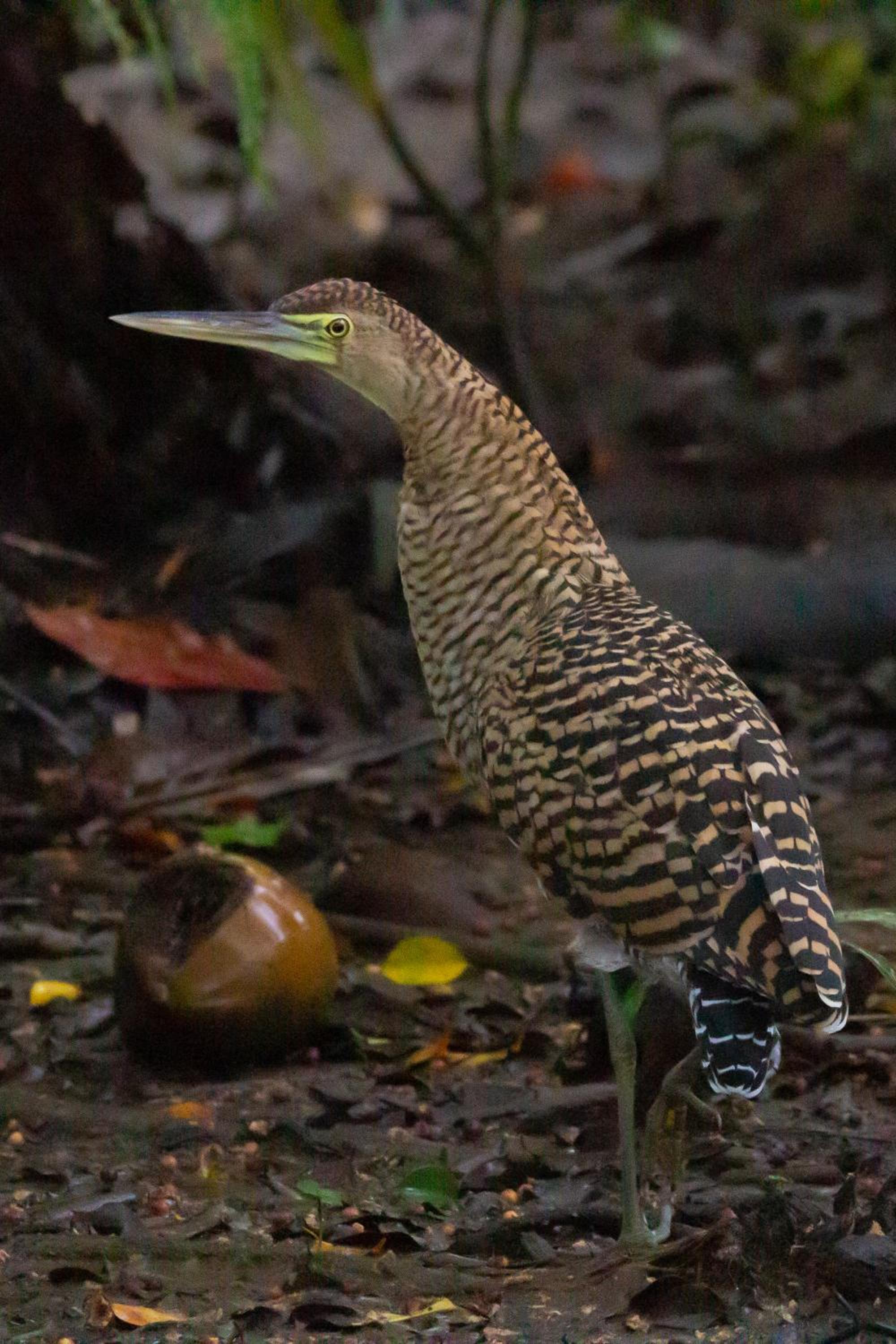 Photo 74