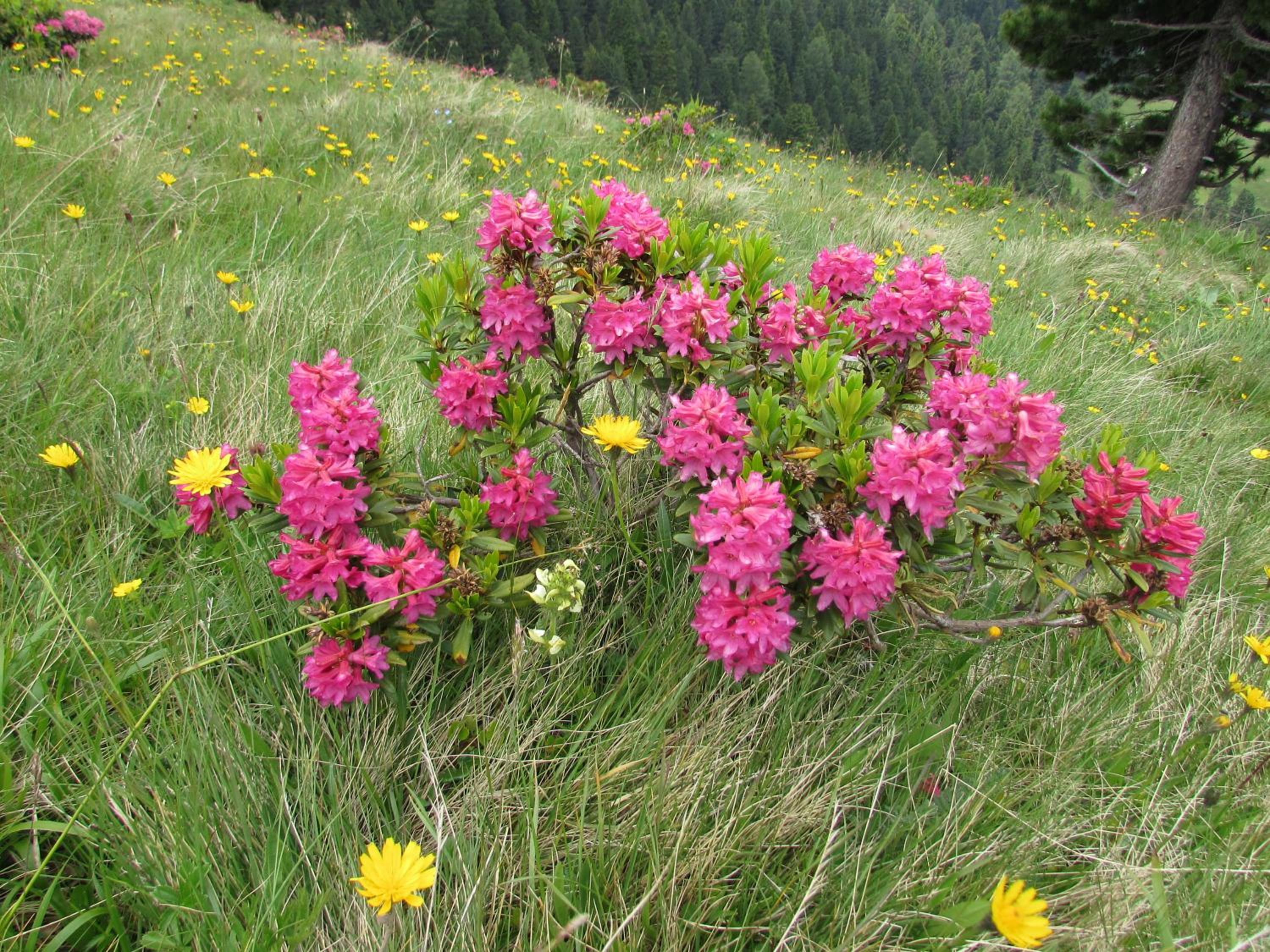 Photo 46