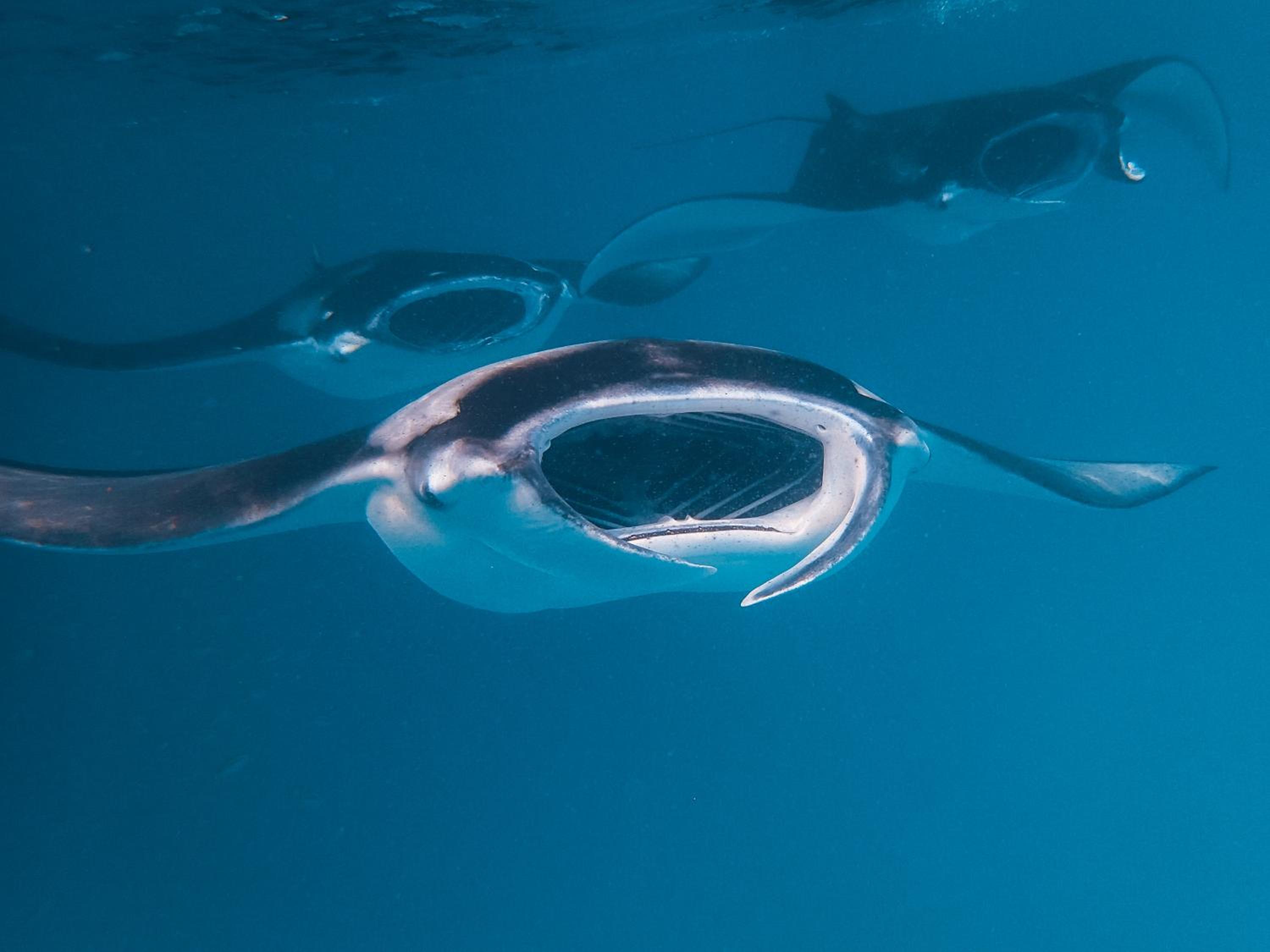 The Nautilus Maldives