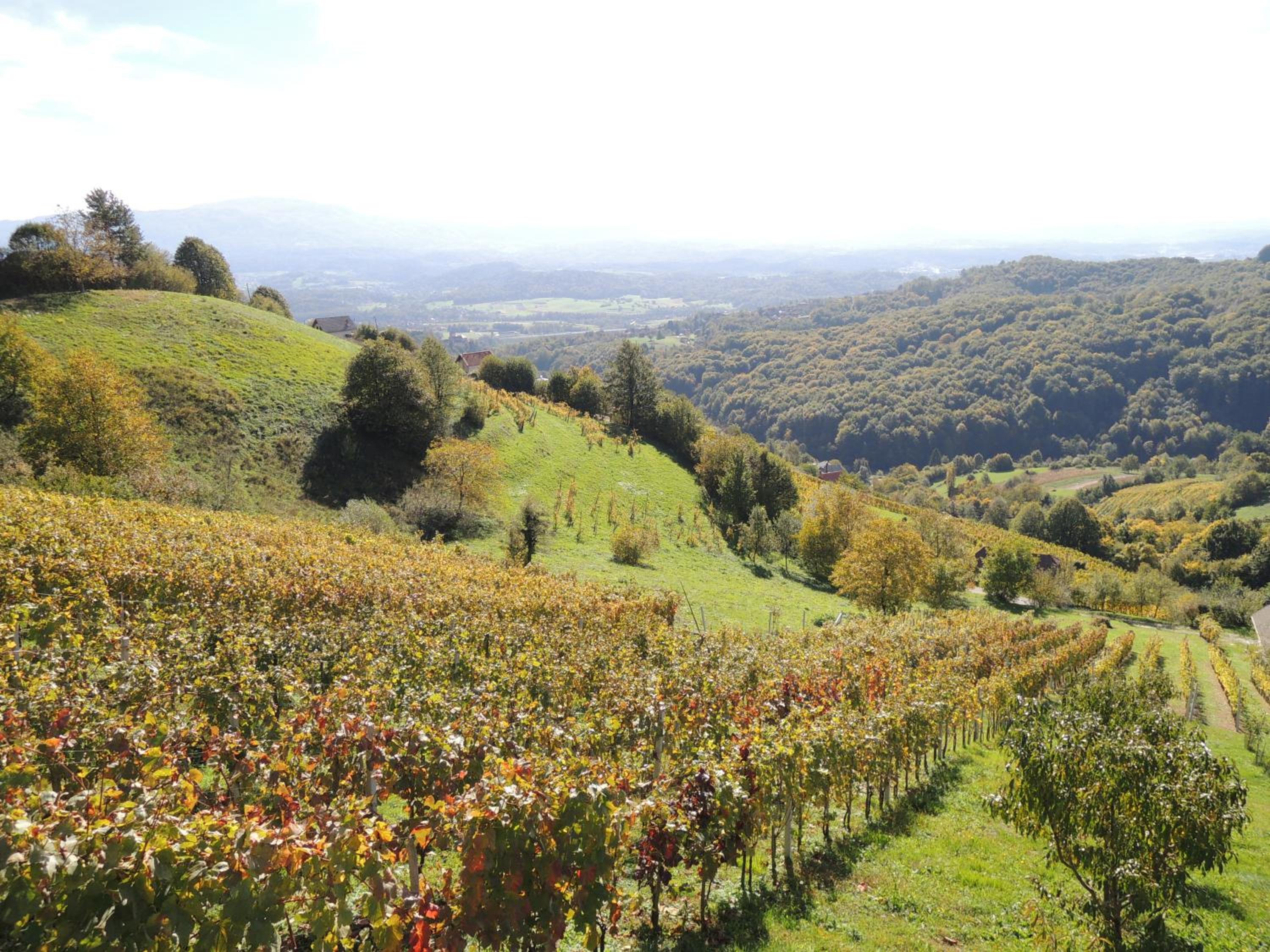 Vineyard Cottage Janko & Metka view 5
