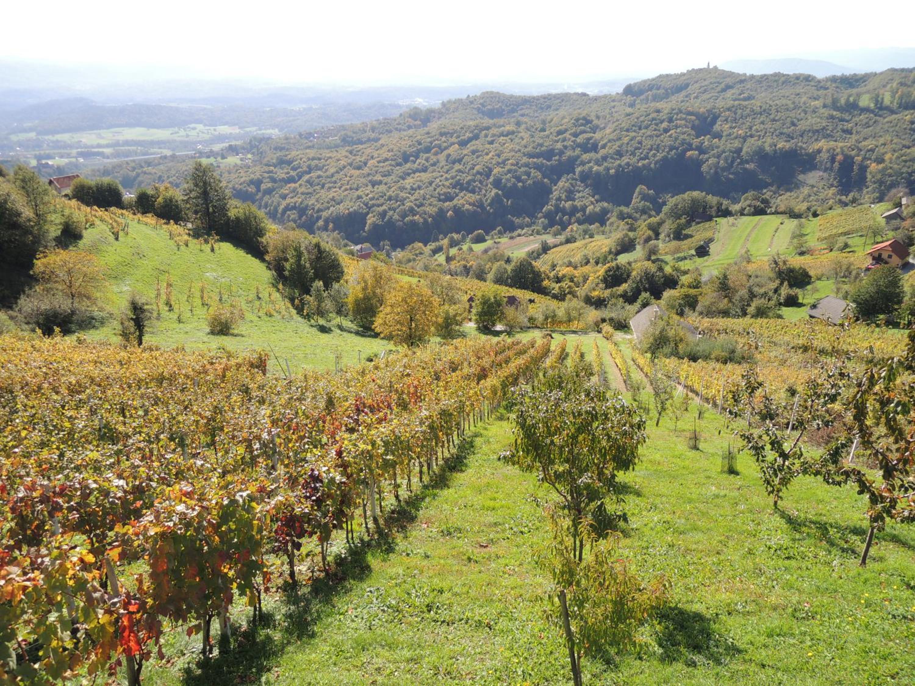 Vineyard Cottage Janko & Metka view 4