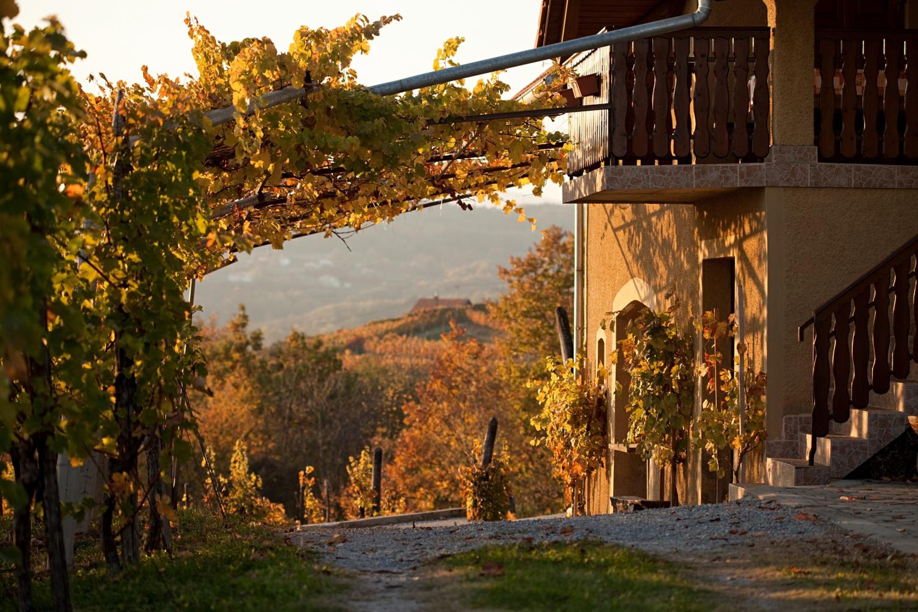Vineyard Cottage Brodaric view 2