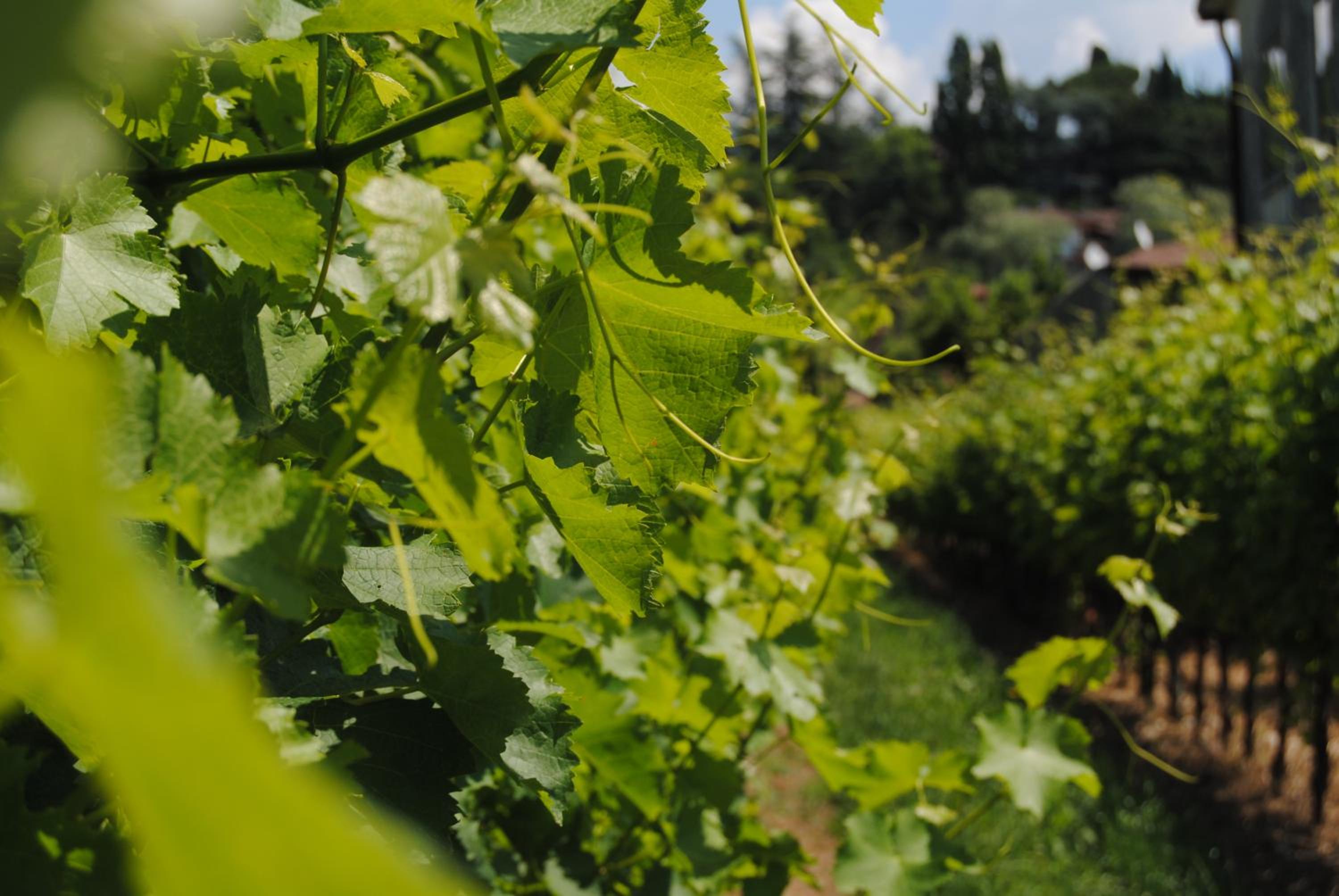 Agriturismo Giorgio Colutta