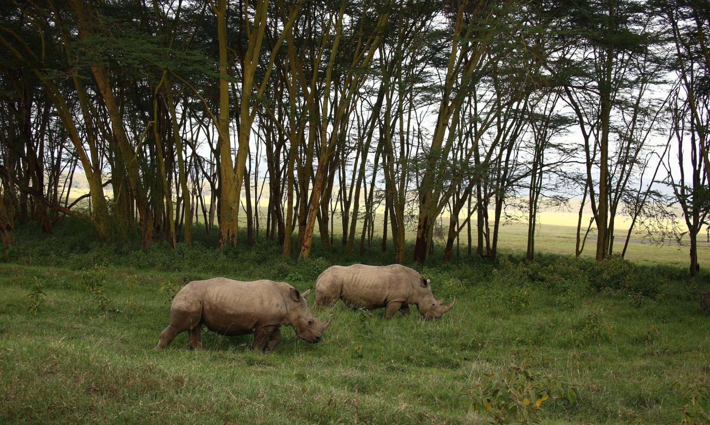 Sarova Lion Hill Game Lodge, photo 10