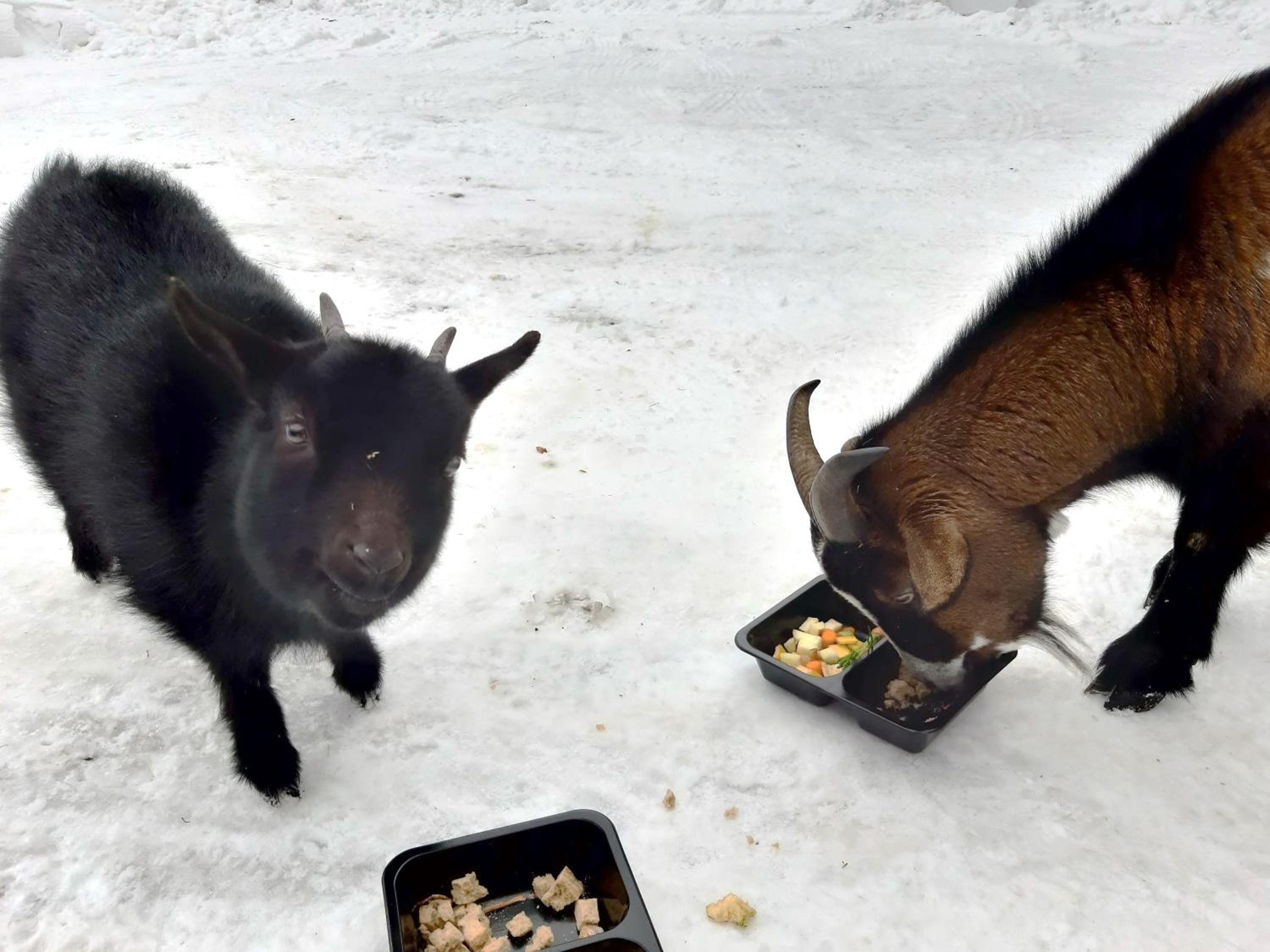 Penzion a Restaurace Belveder Romantico, Mini-zoo, Free parking