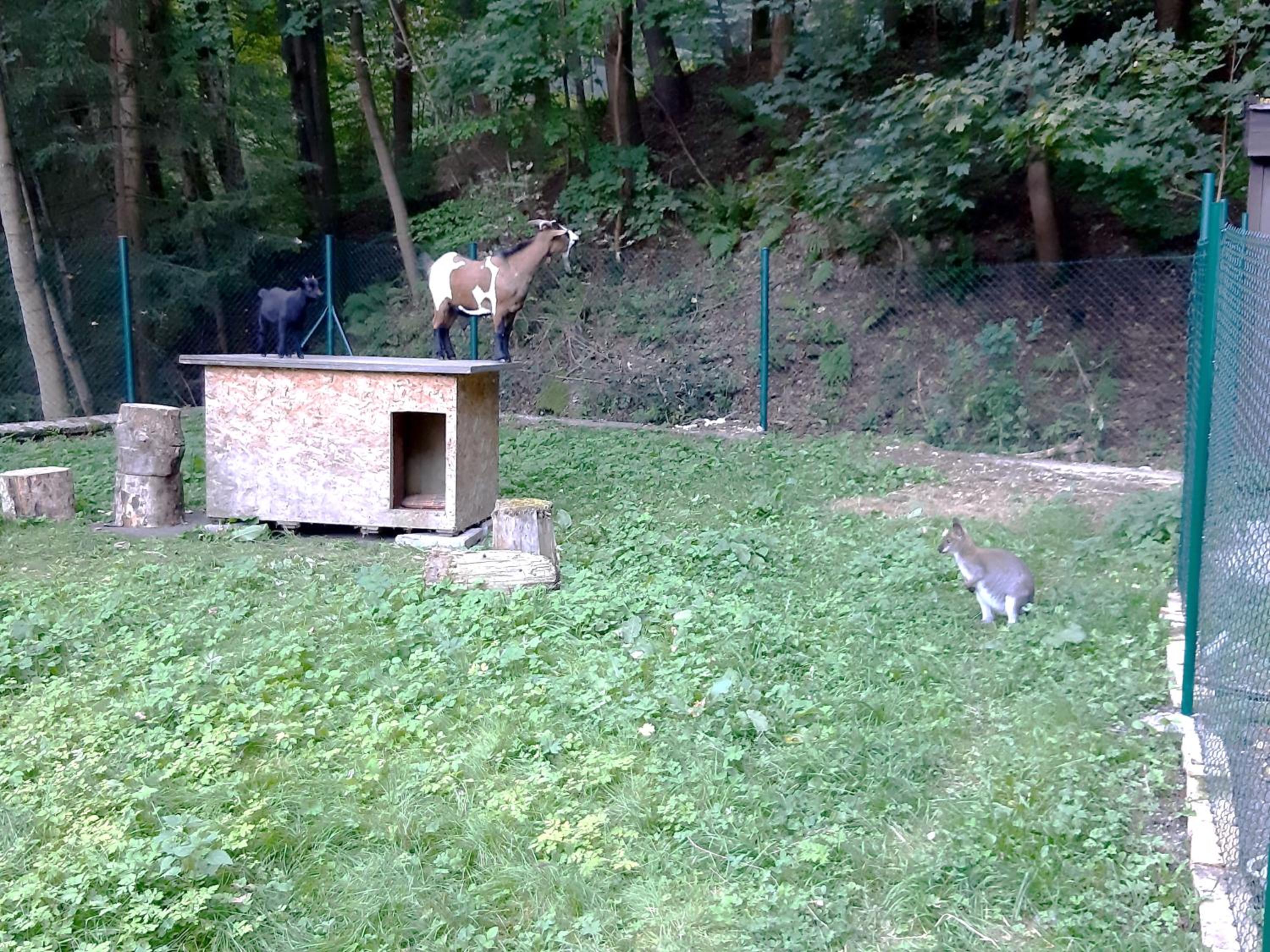 Penzion a Restaurace Belveder Romantico, Mini-zoo, Free parking