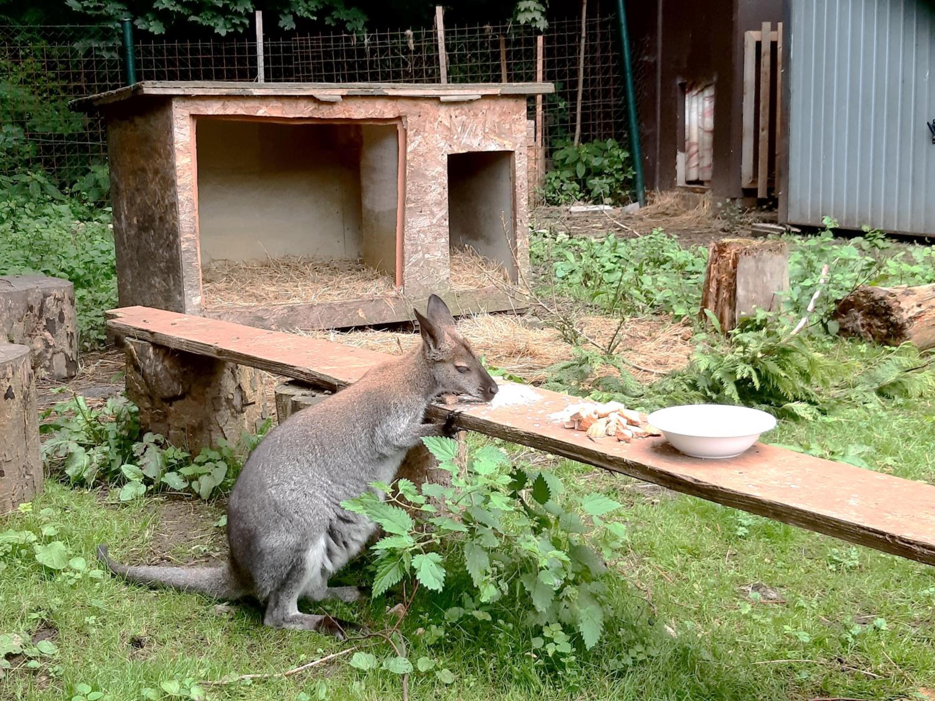 Penzion a Restaurace Belveder Romantico, Mini-zoo, Free parking
