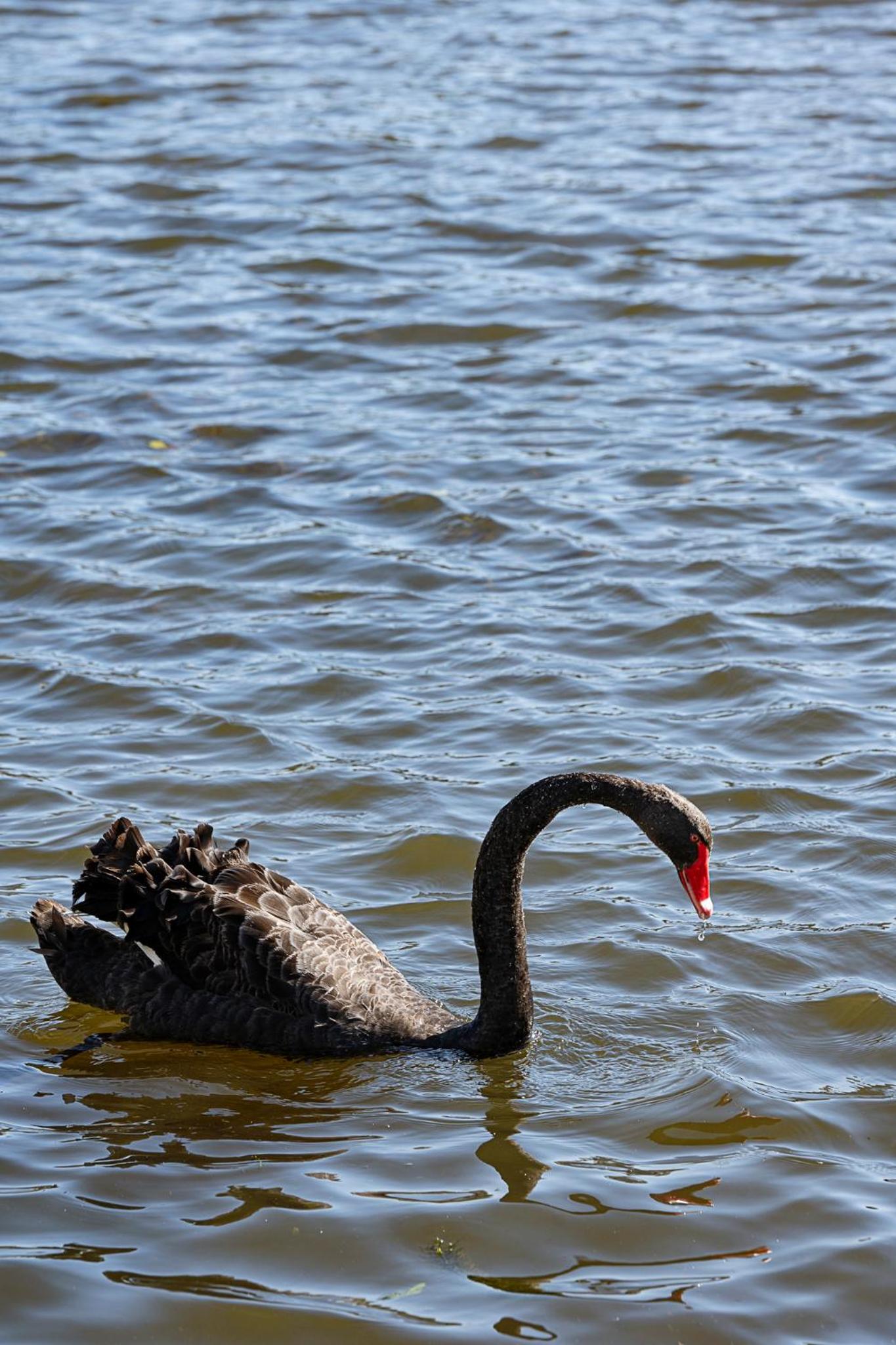 Mulwala Lakeside Apartment