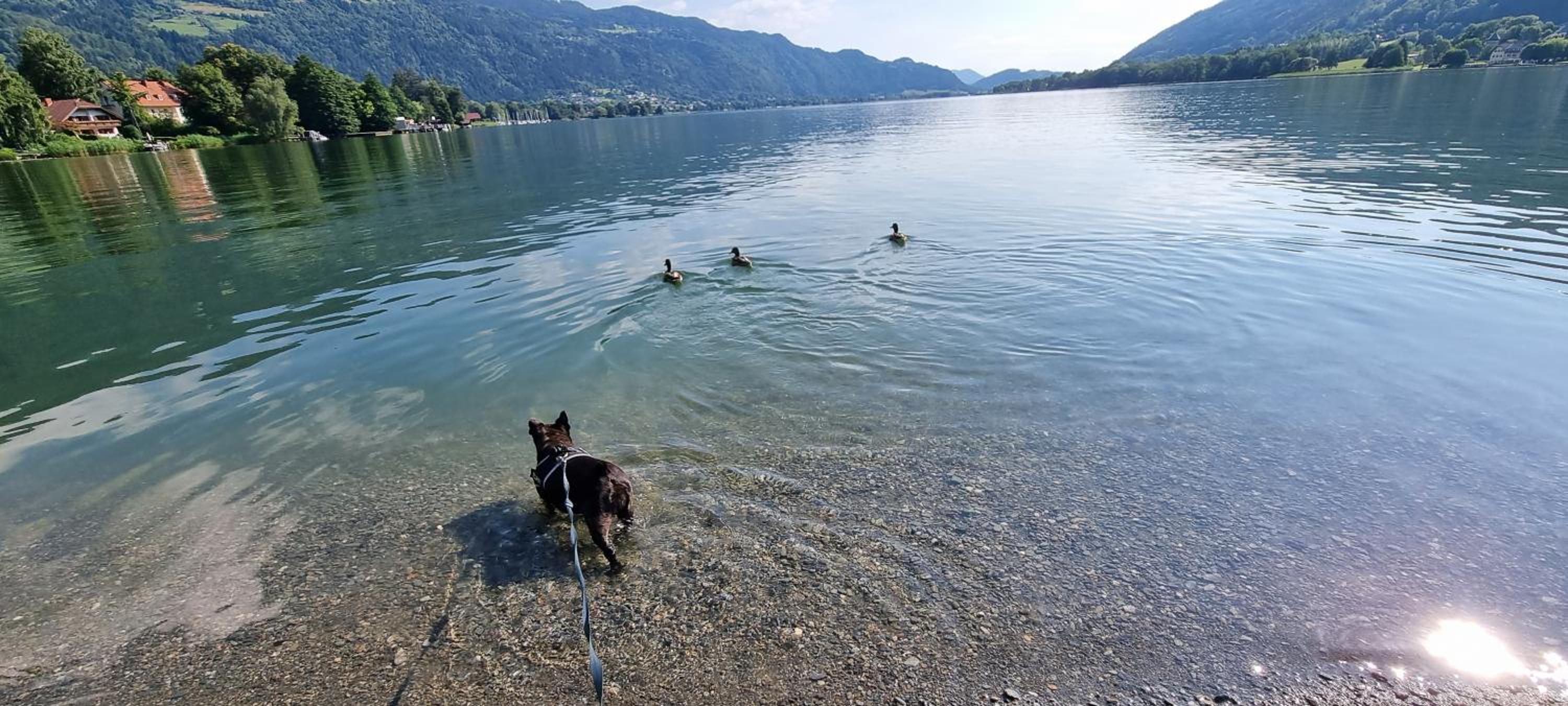 APARTMENT WALD - im Skigebiet Gerlitzen & Ossiacher See