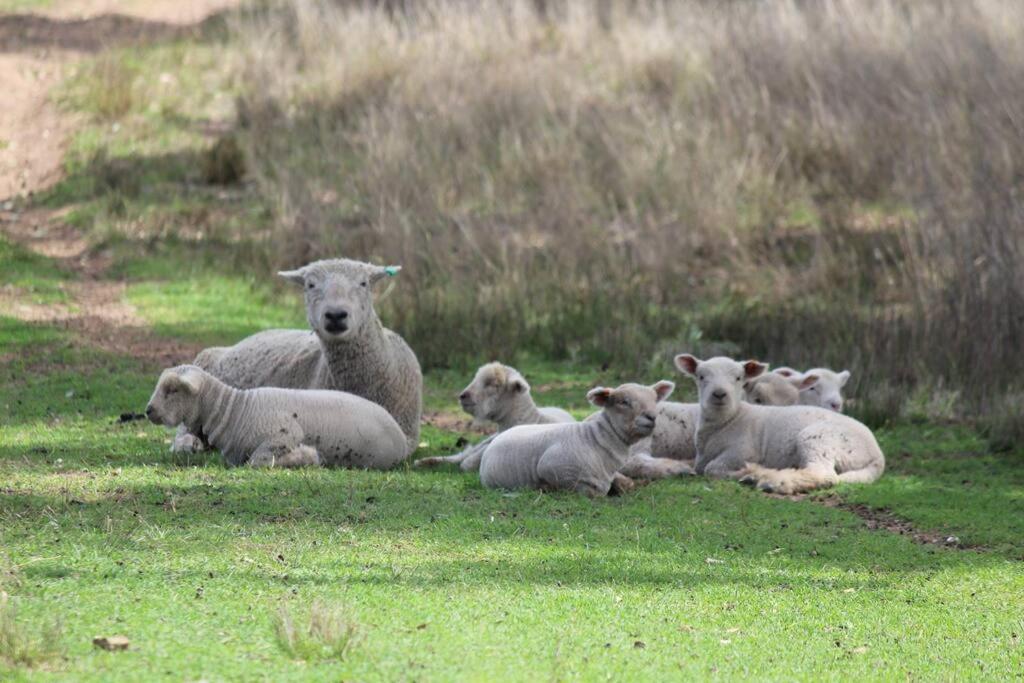 Glenlyon Dam Holiday Cottage & Farmstay