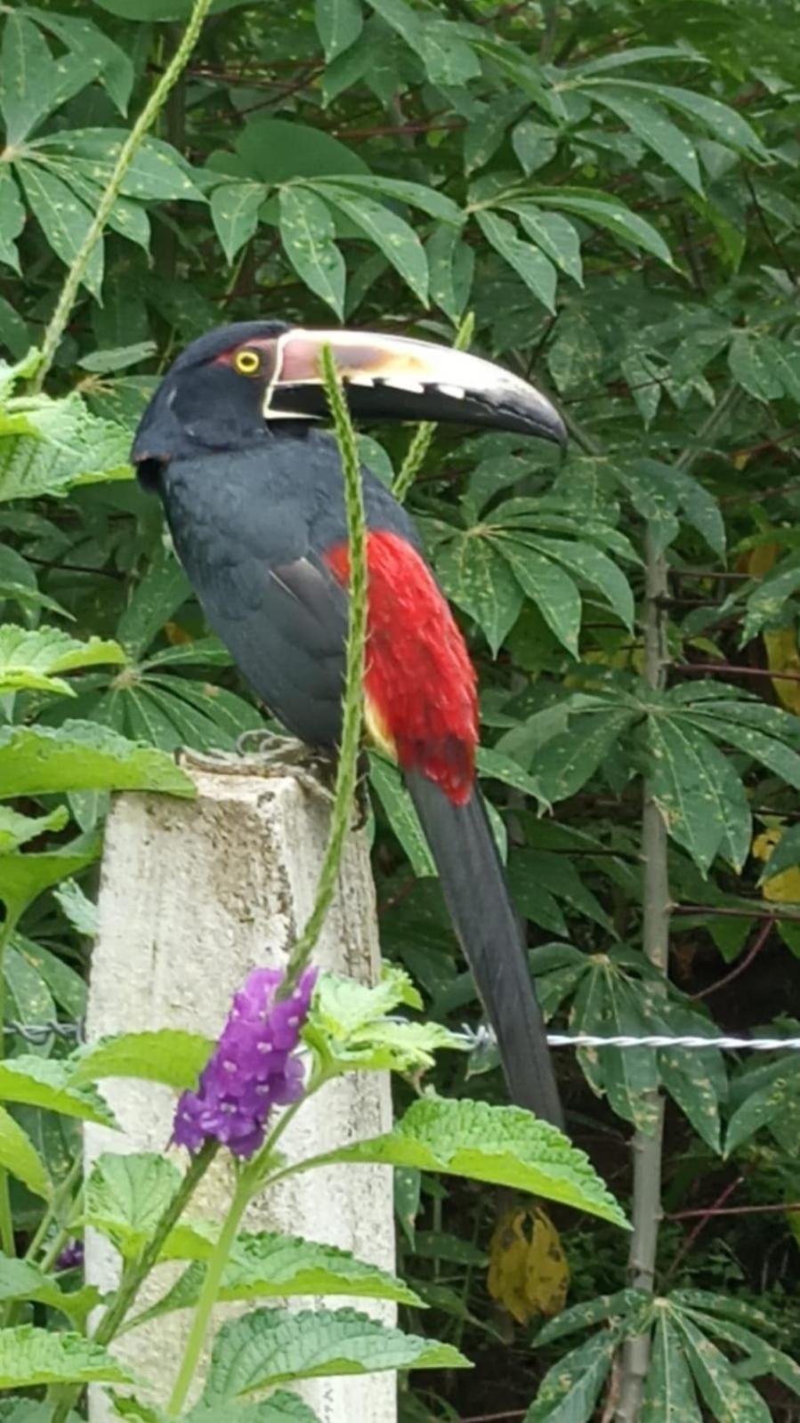 Villa Ceiba view 2