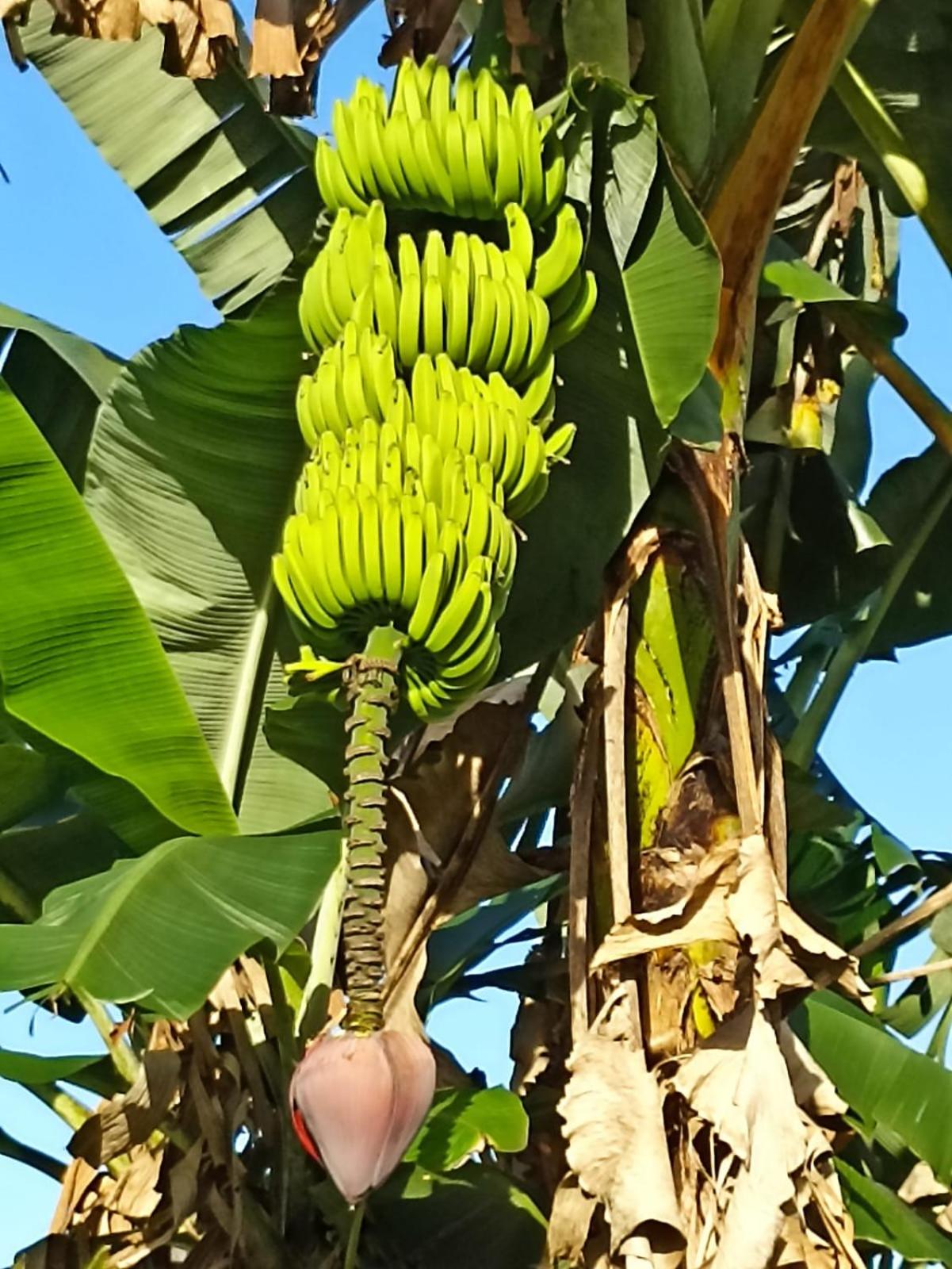 Villa Ceiba view 5