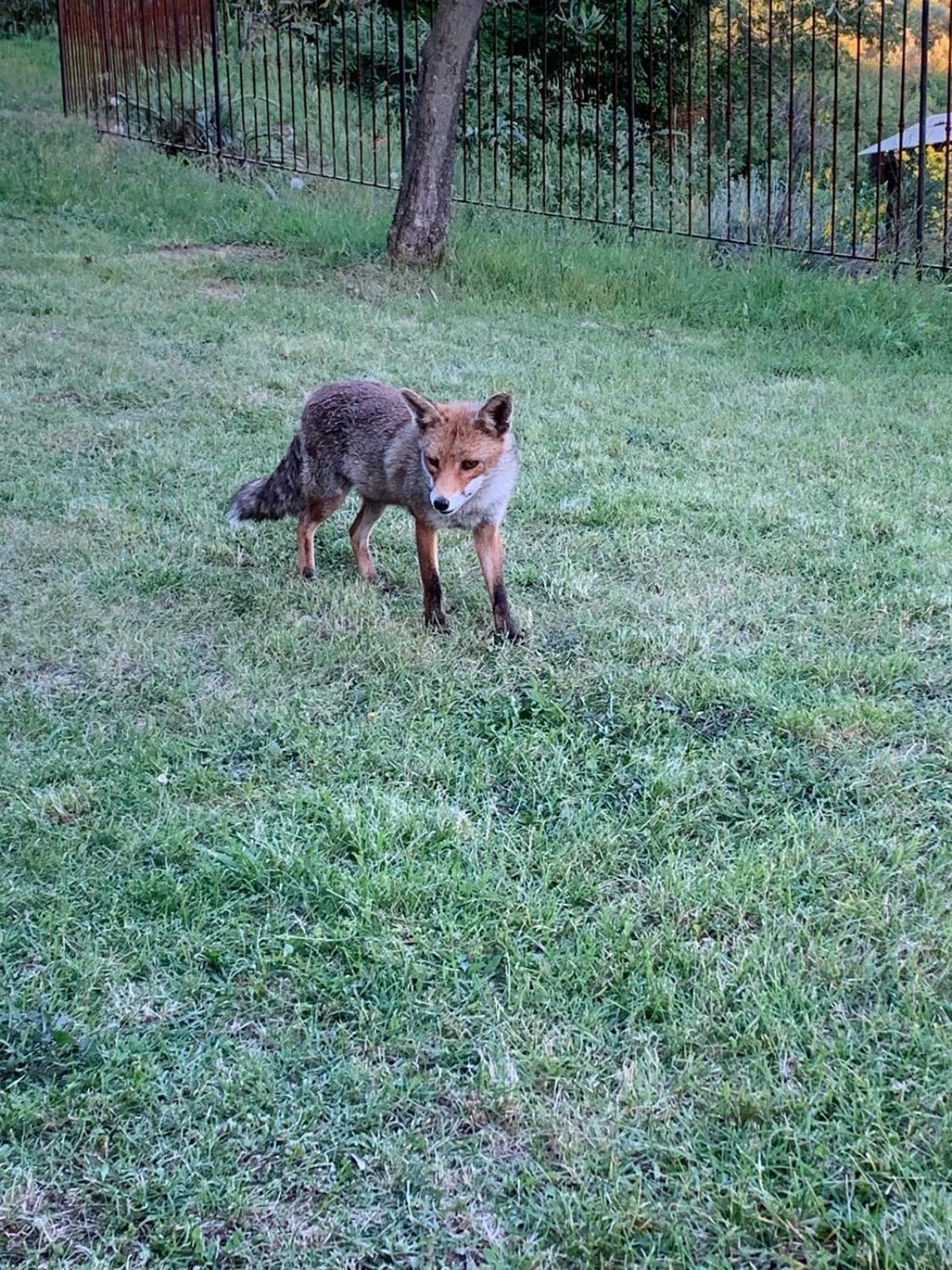 Photo 238