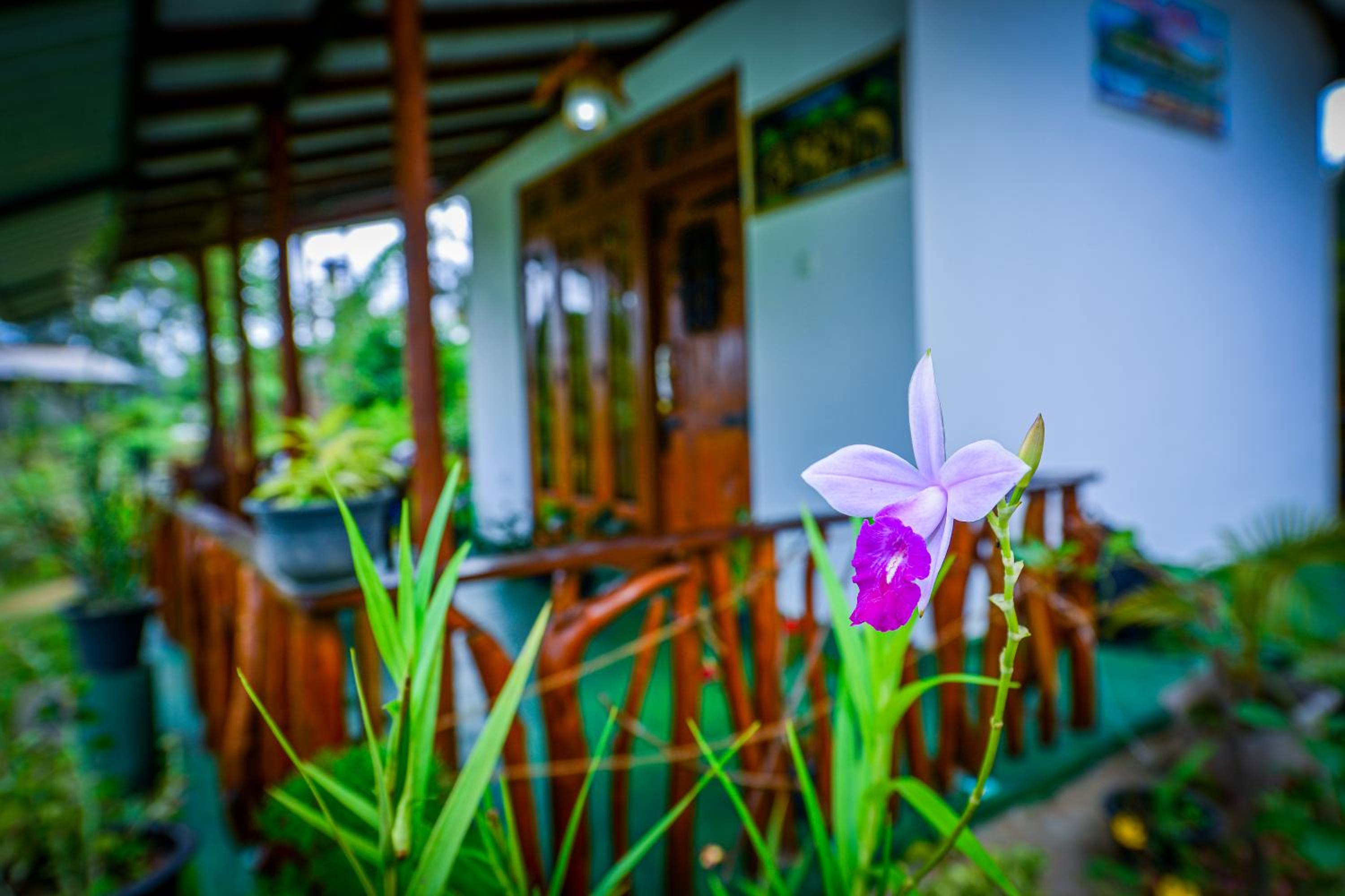 Astral Zone Cottage Scenic Mountain view Stay Ella view 3