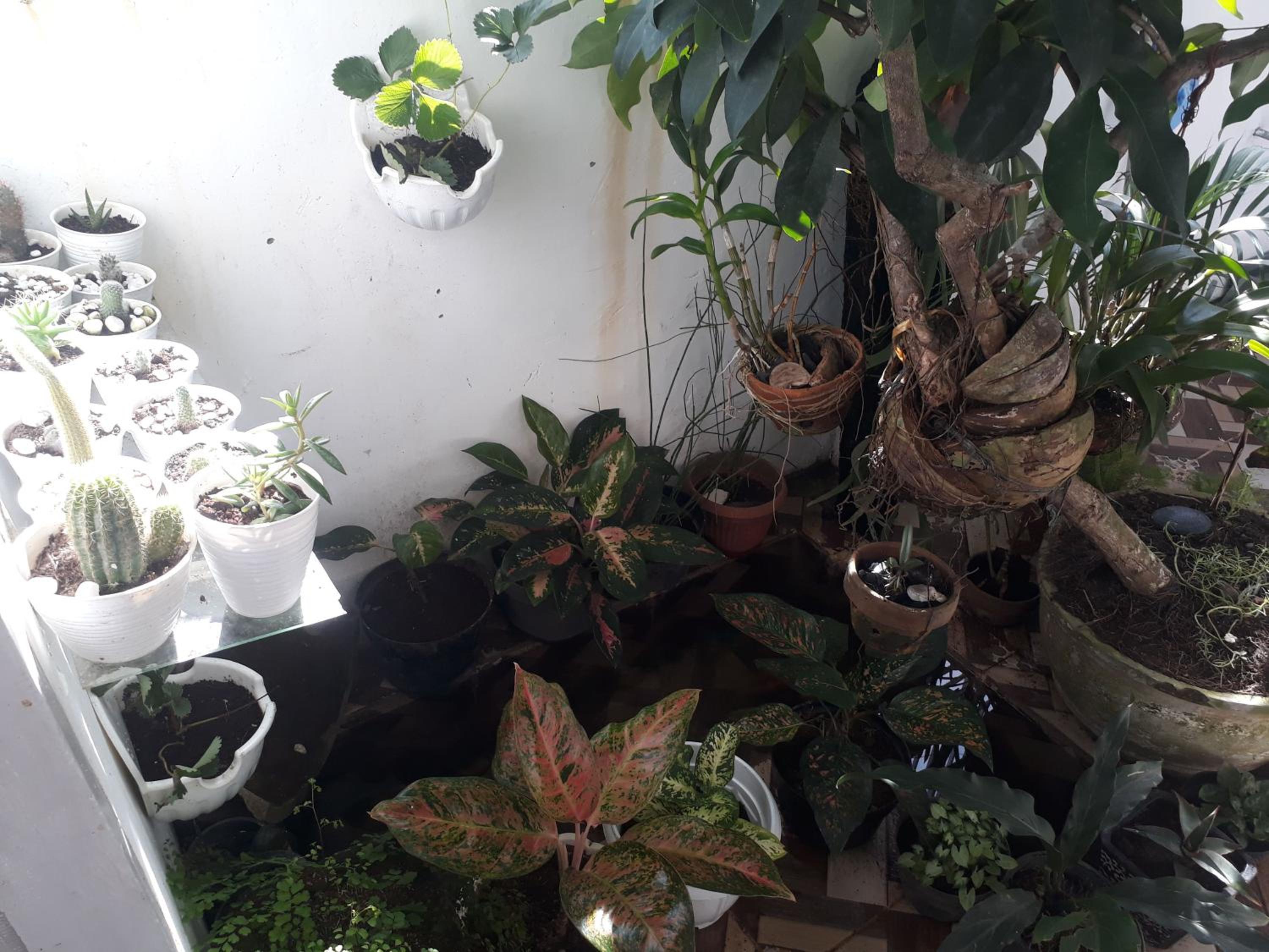 Photo 44