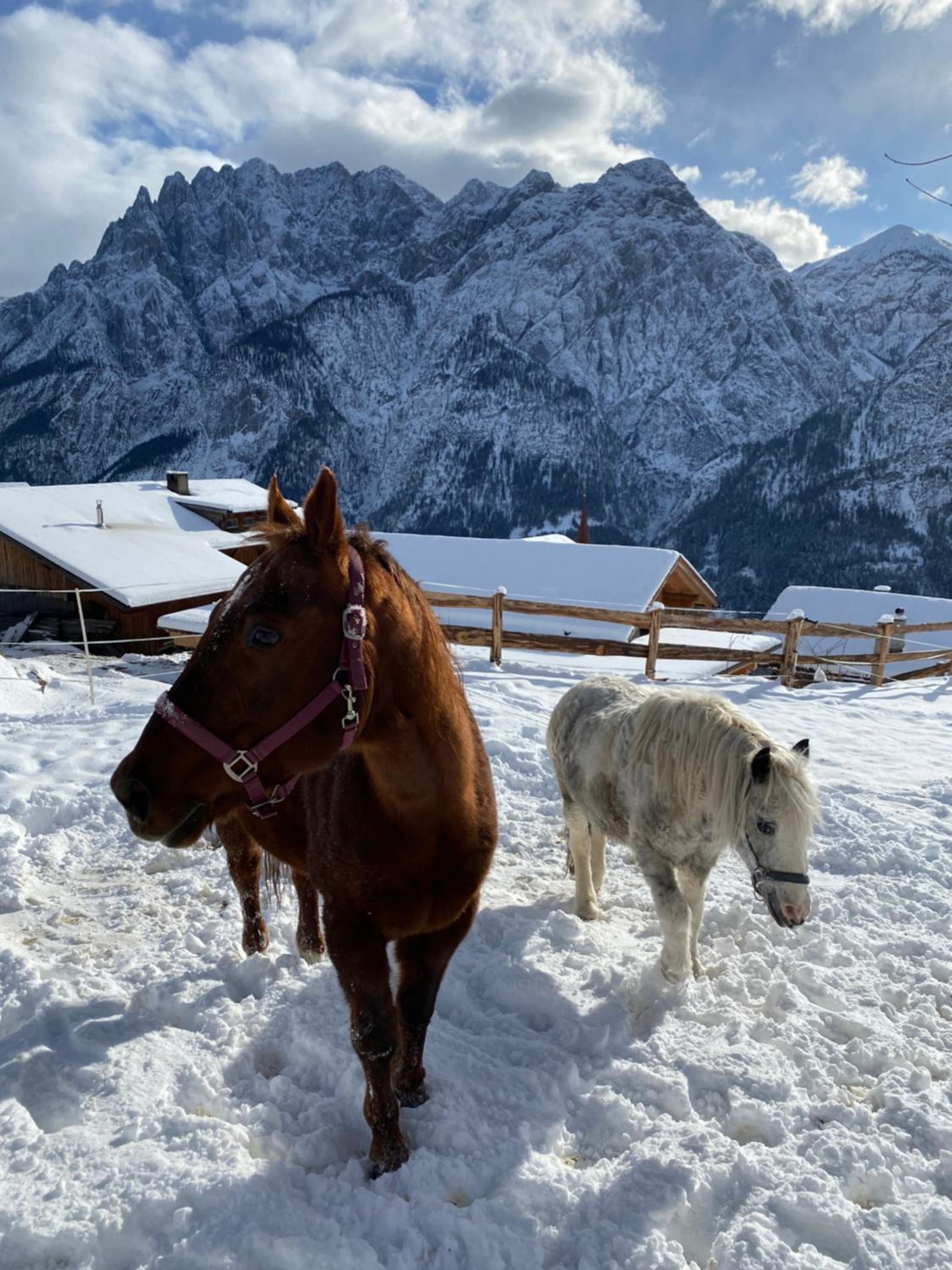 Southern Stables - Ruhe & Natur mit Pferden in Osttirol
