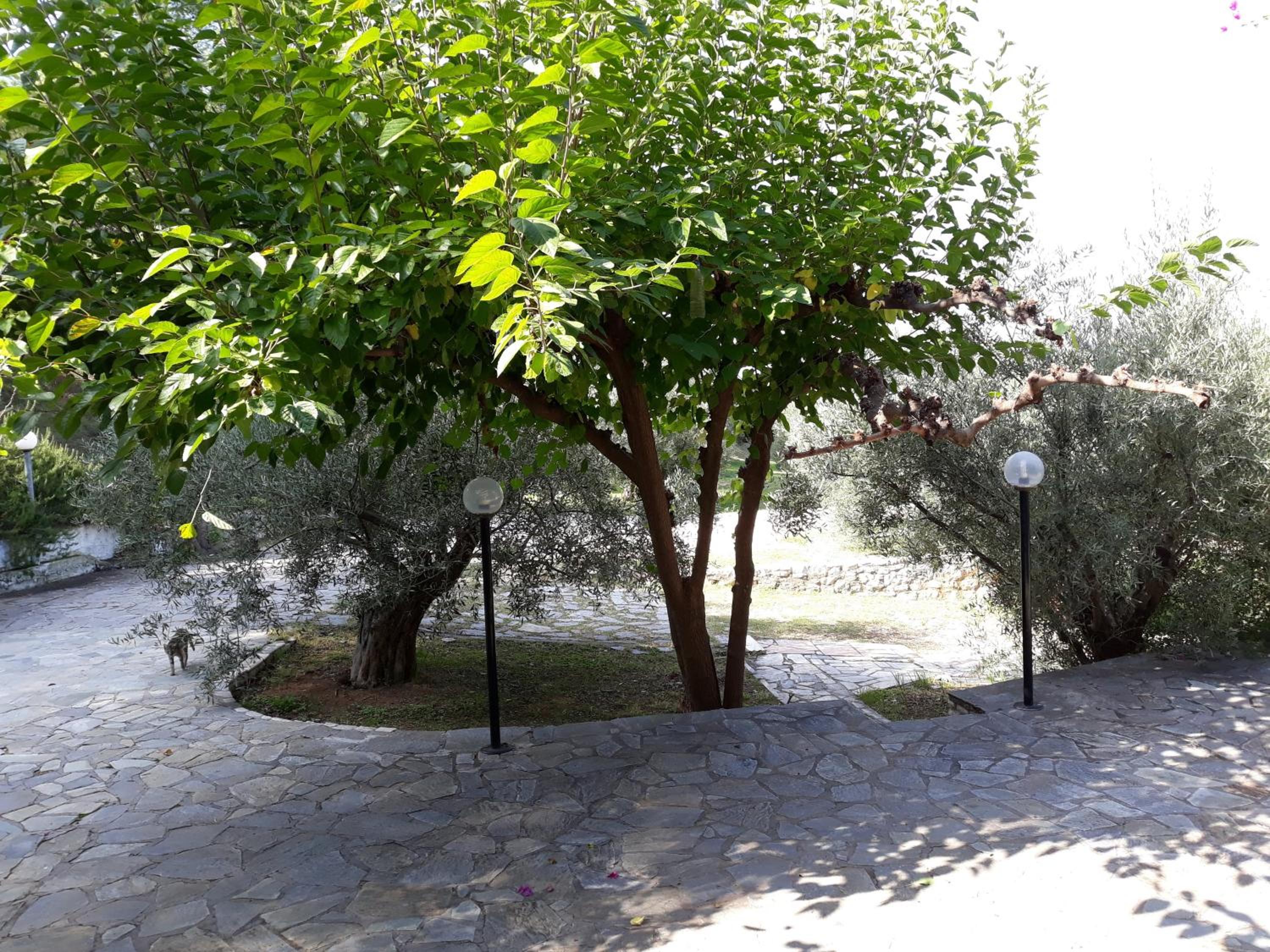 Σπίτι σε ελαιώνα, house in an olive grove view 5