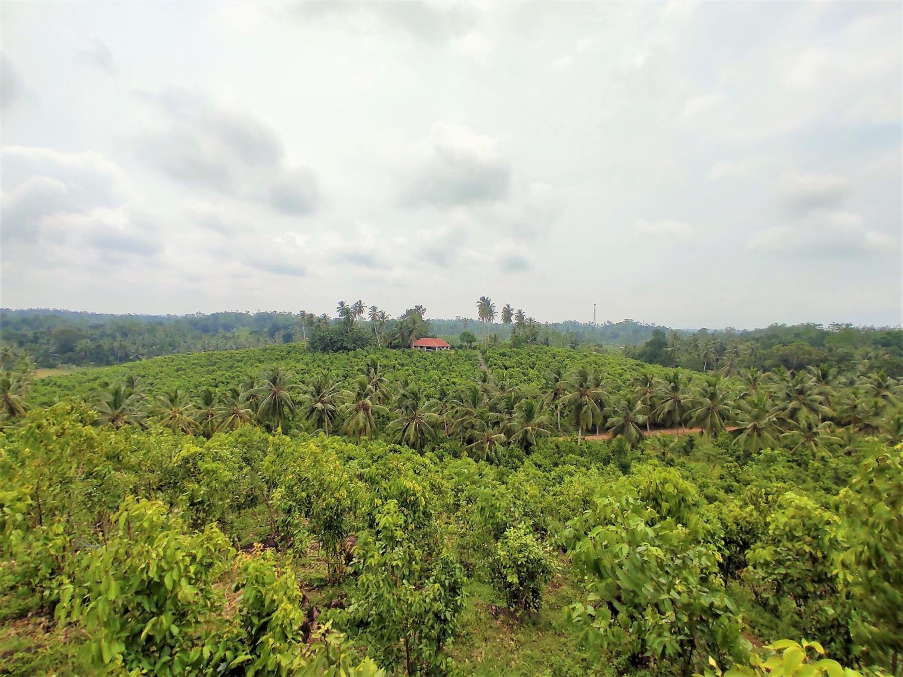 Aroma Woods view 2