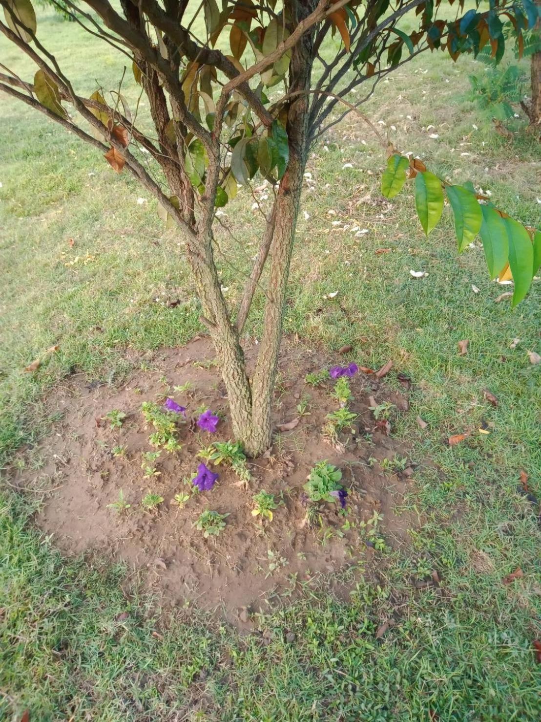 Photo 43