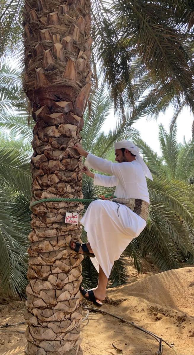 Liwa Nights