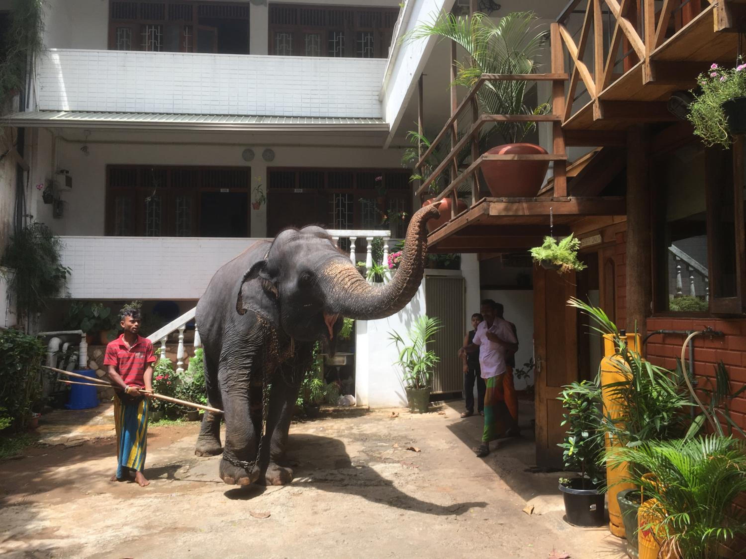 Hotel Mango Garden