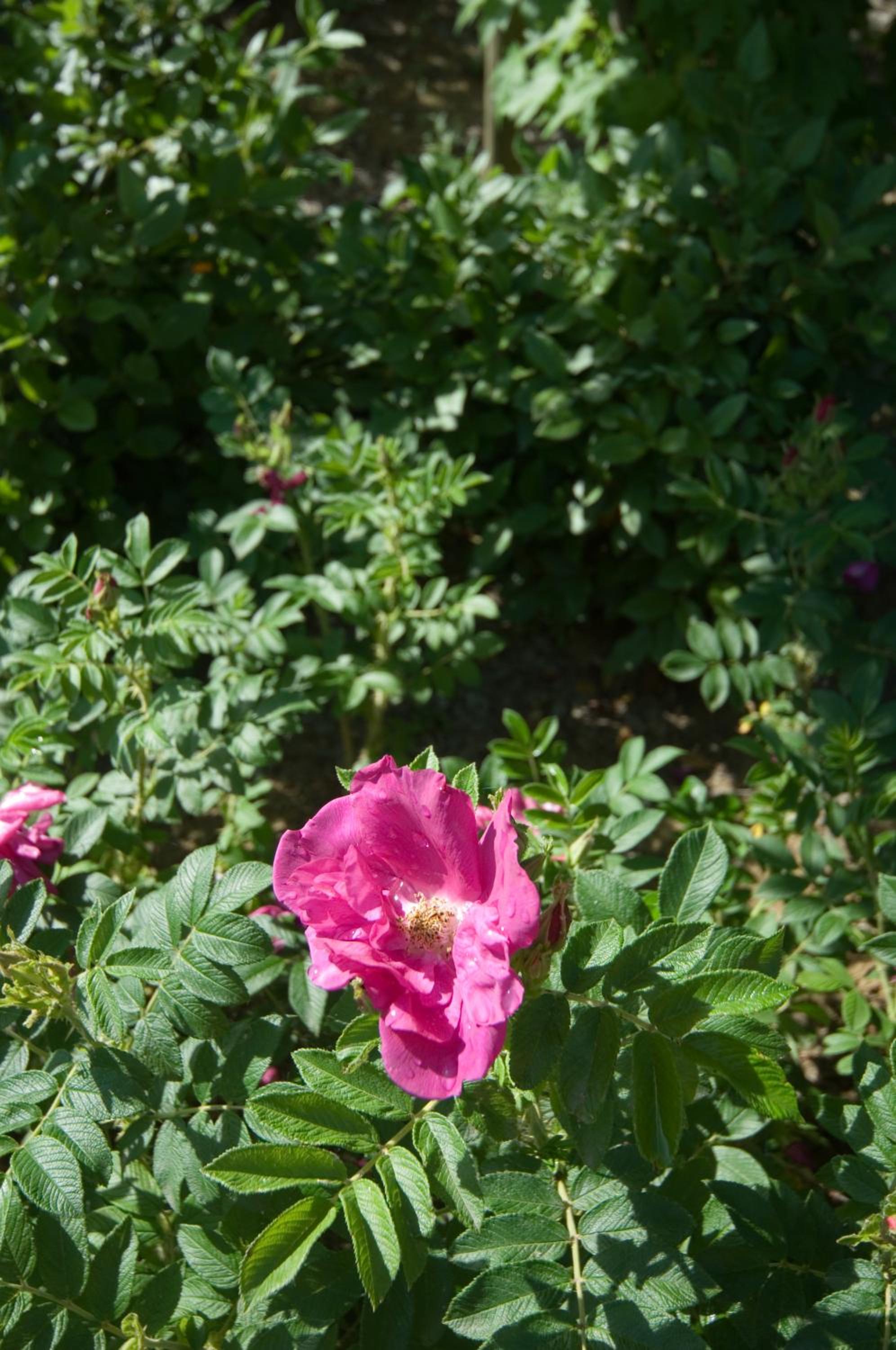 Photo 64