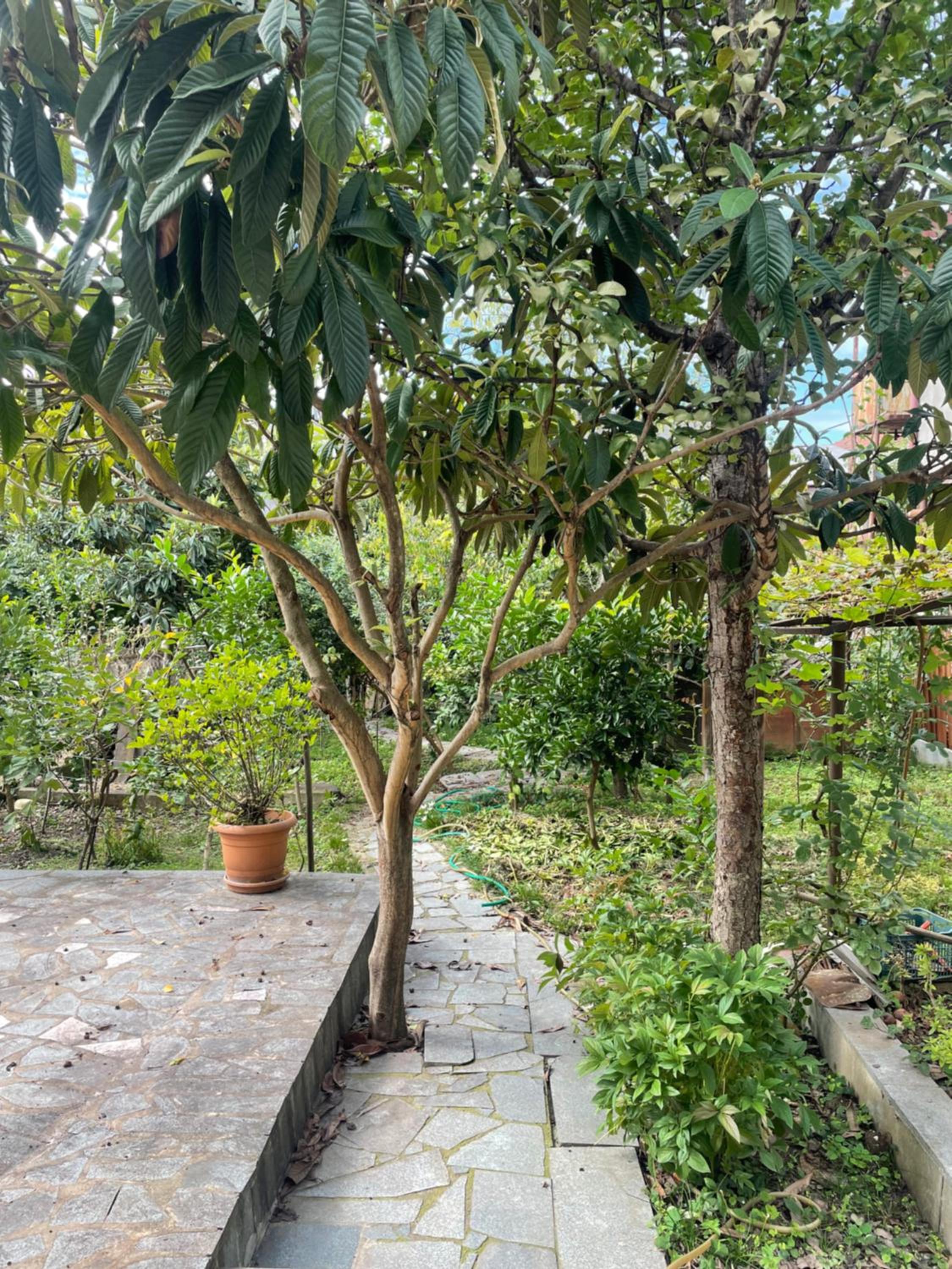 GARDENIE