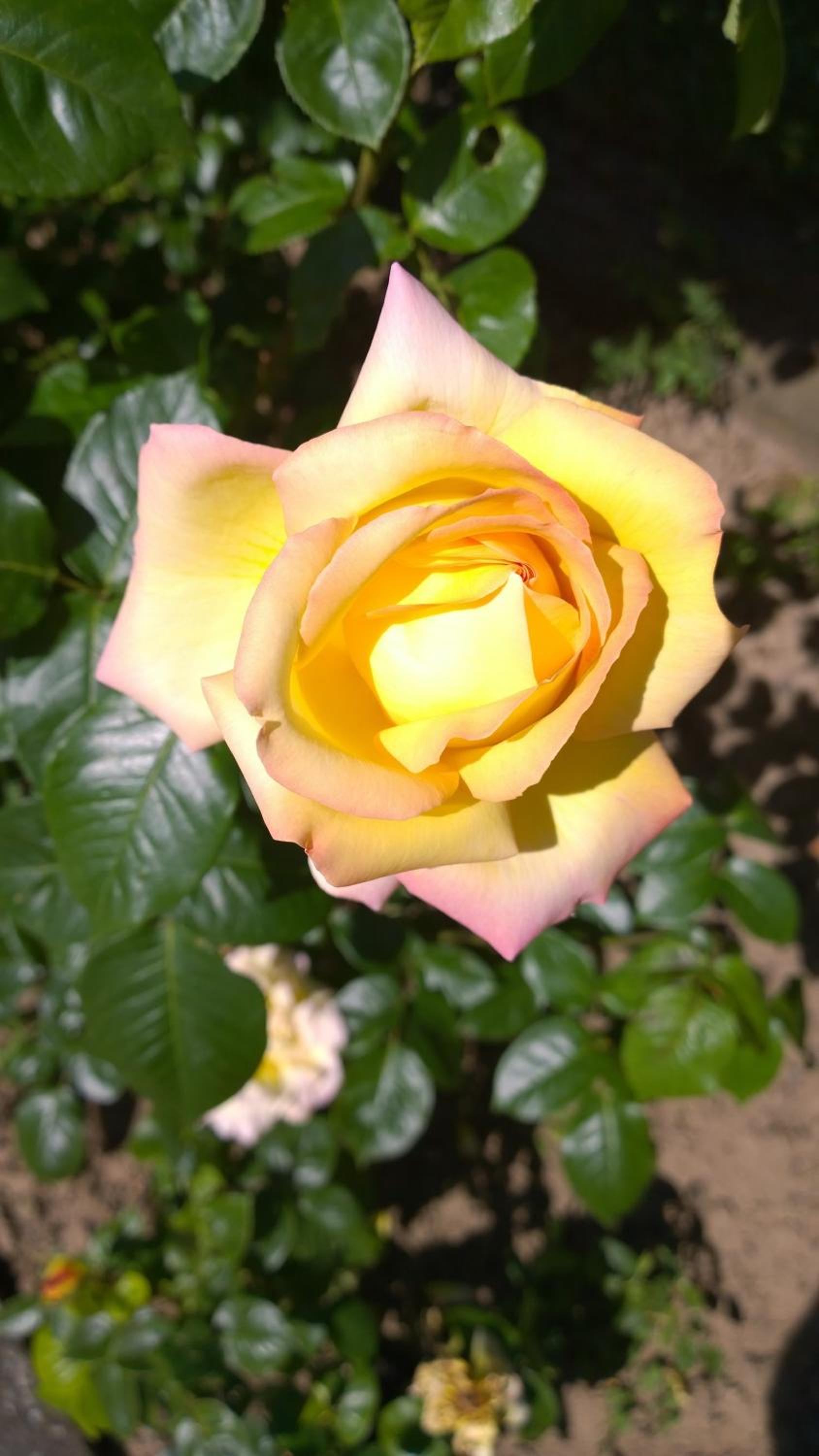 Weinhotel Rose en Volkach