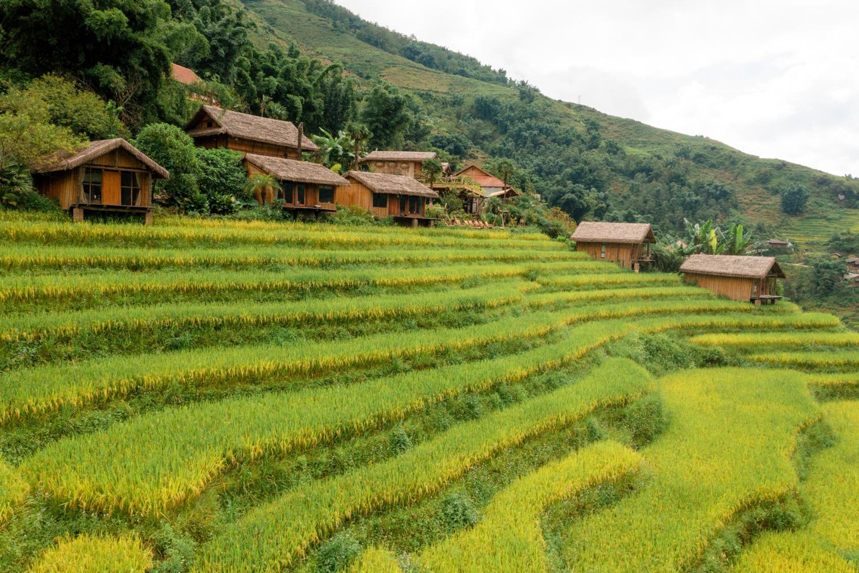 Eco Palms House - Sapa Retreat