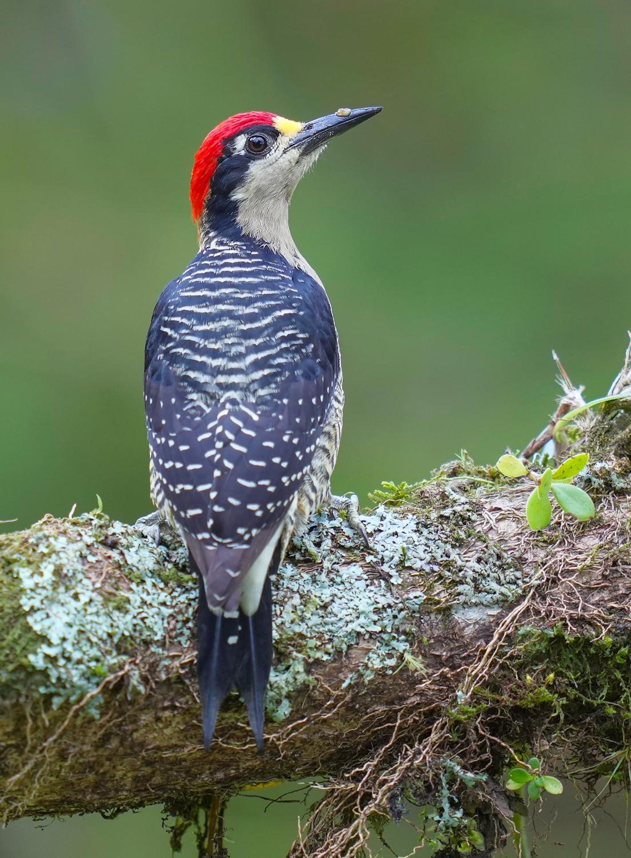 Arte de Plumas birding lodge