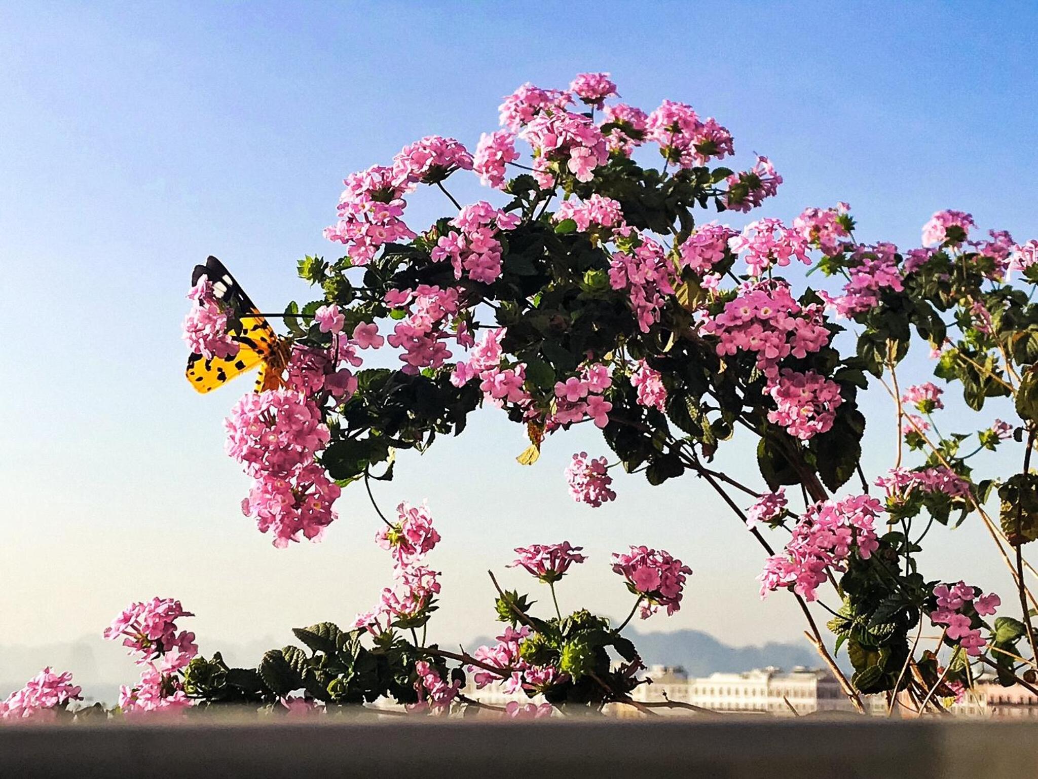 Elysinam Boutique Hotel Ha Long — photo 42