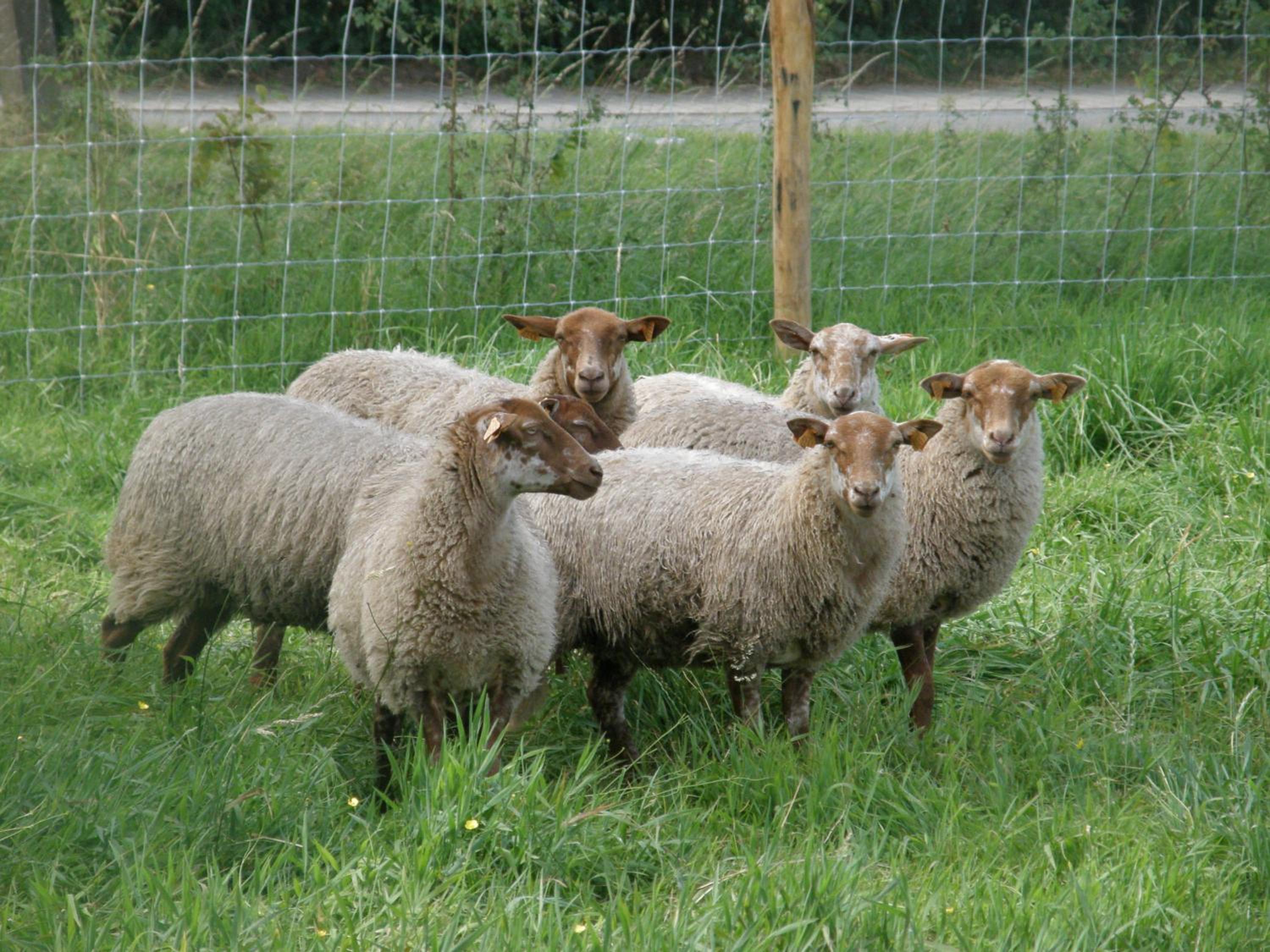 Hoeve De Hagepoorter