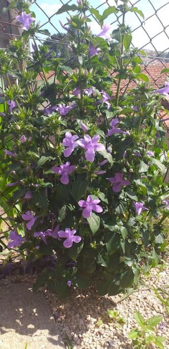 Photo 46